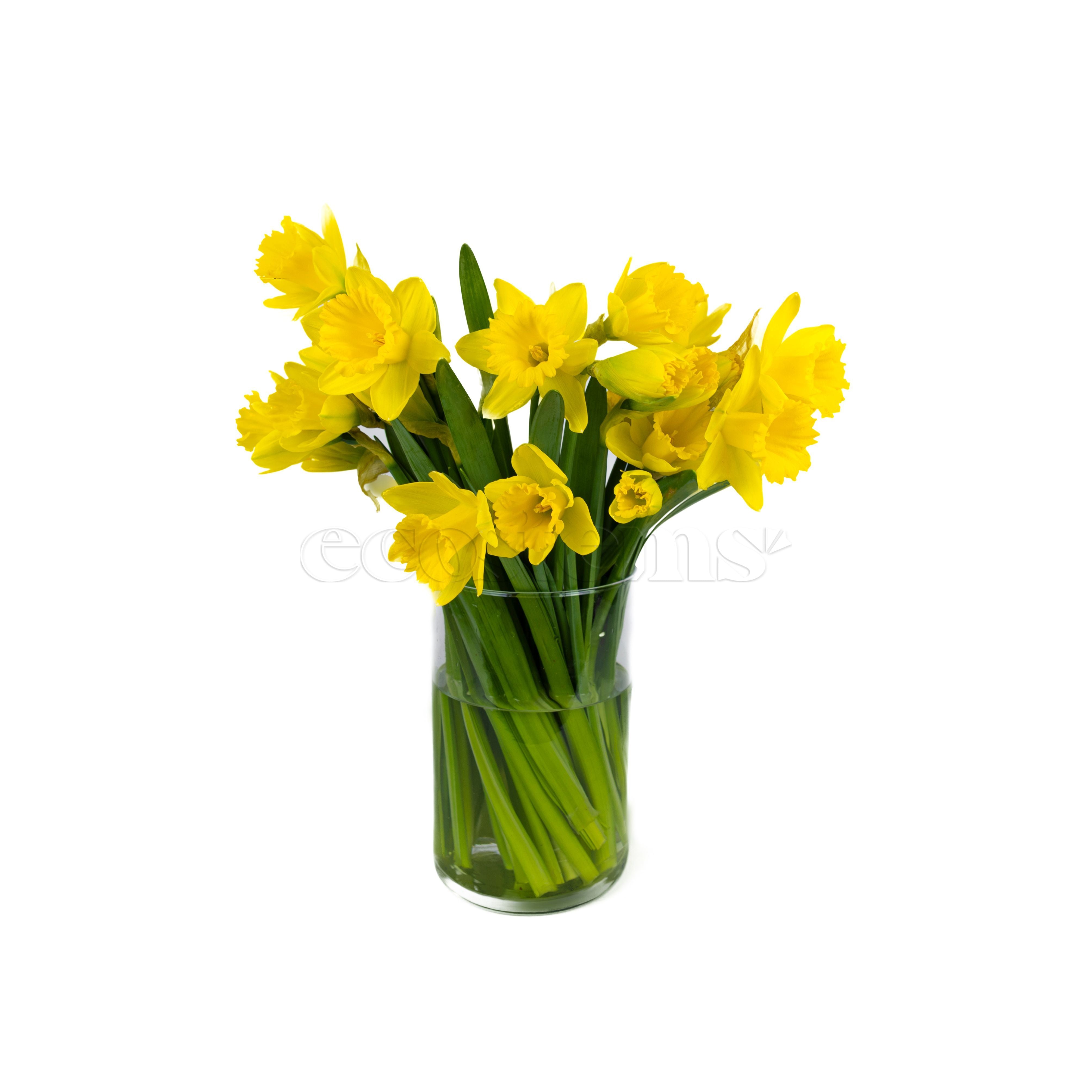 Daffodils Fresh Flowers Arrangement Toronto Ontario Delivery