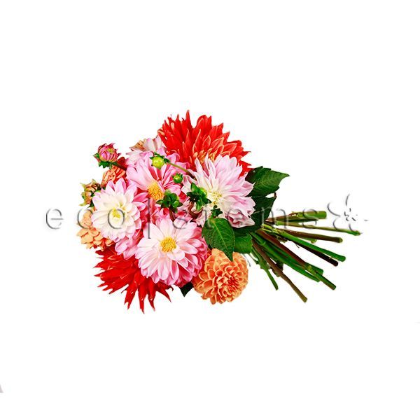 Dahlia Fresh Flowers -Bouquets & Vase Arrangements