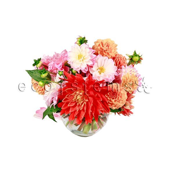 Dahlia Fresh Flowers Arrangement Toronto Ontario Delivery