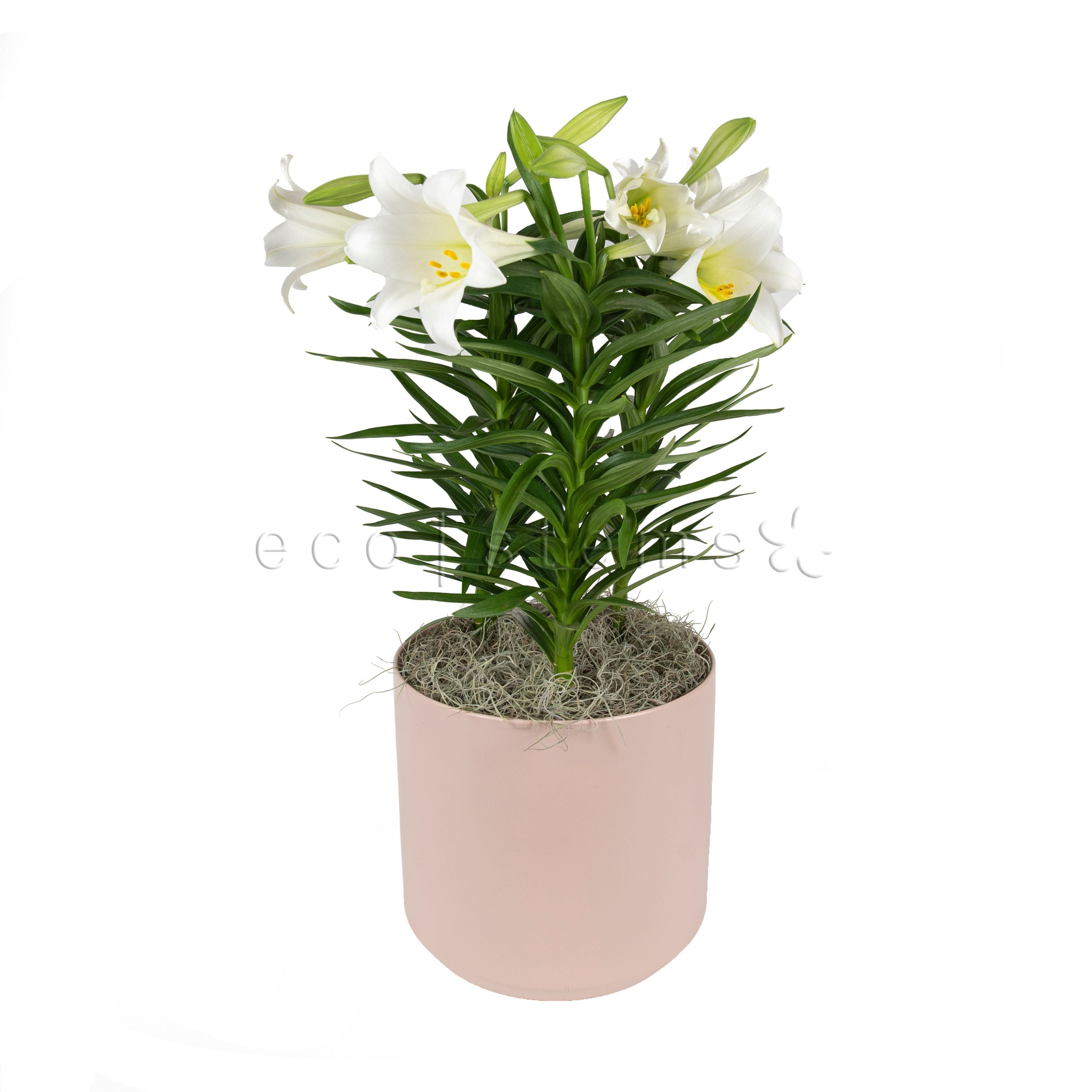 Easter Lily Potted Indoor Houseplant Toronto Ontario Delivery