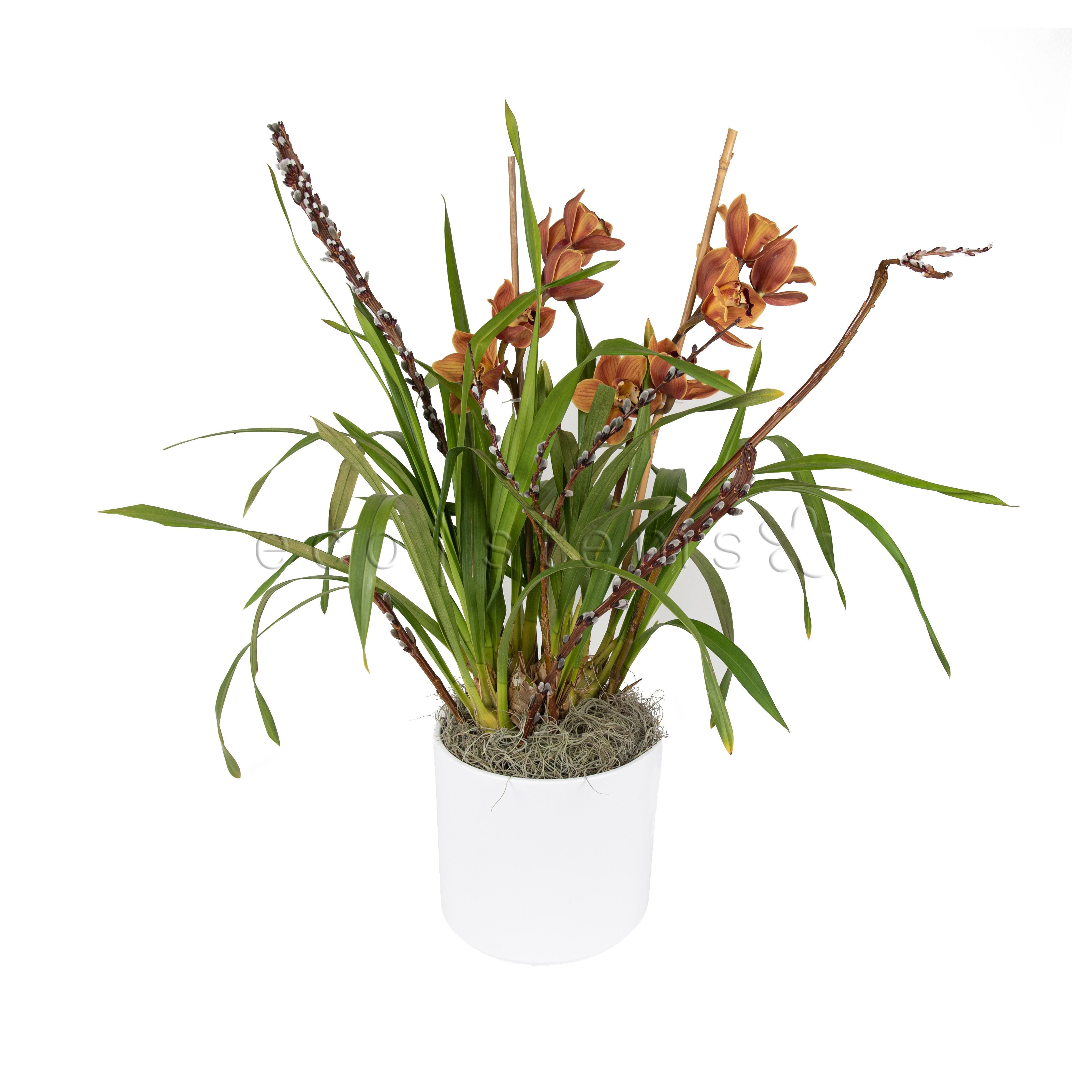 Cymbidium Orchid Potted Indoor Plant Toronto Ontario Delivery