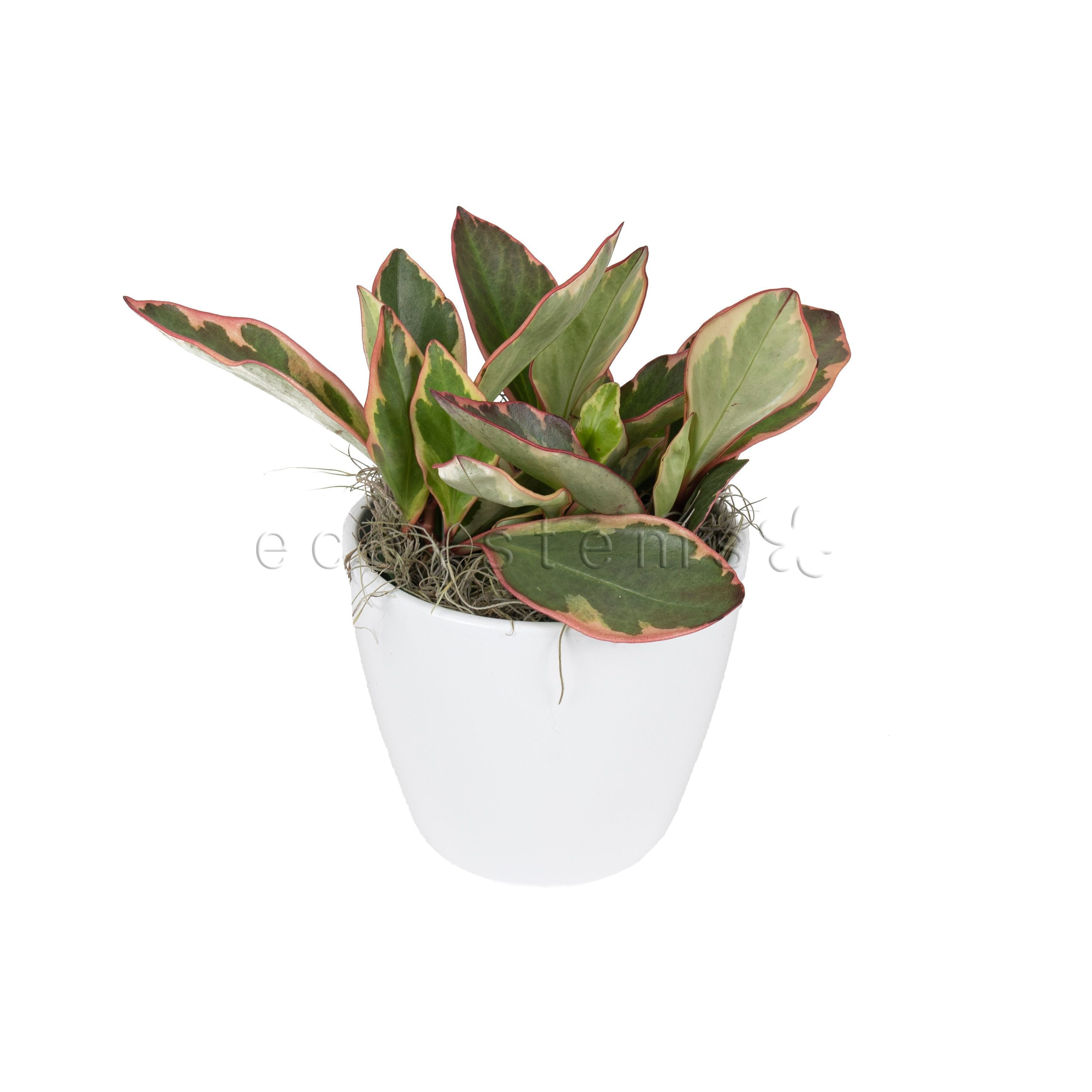 Pink Mini Rubber Plant Potted Toronto Ontario Delivery