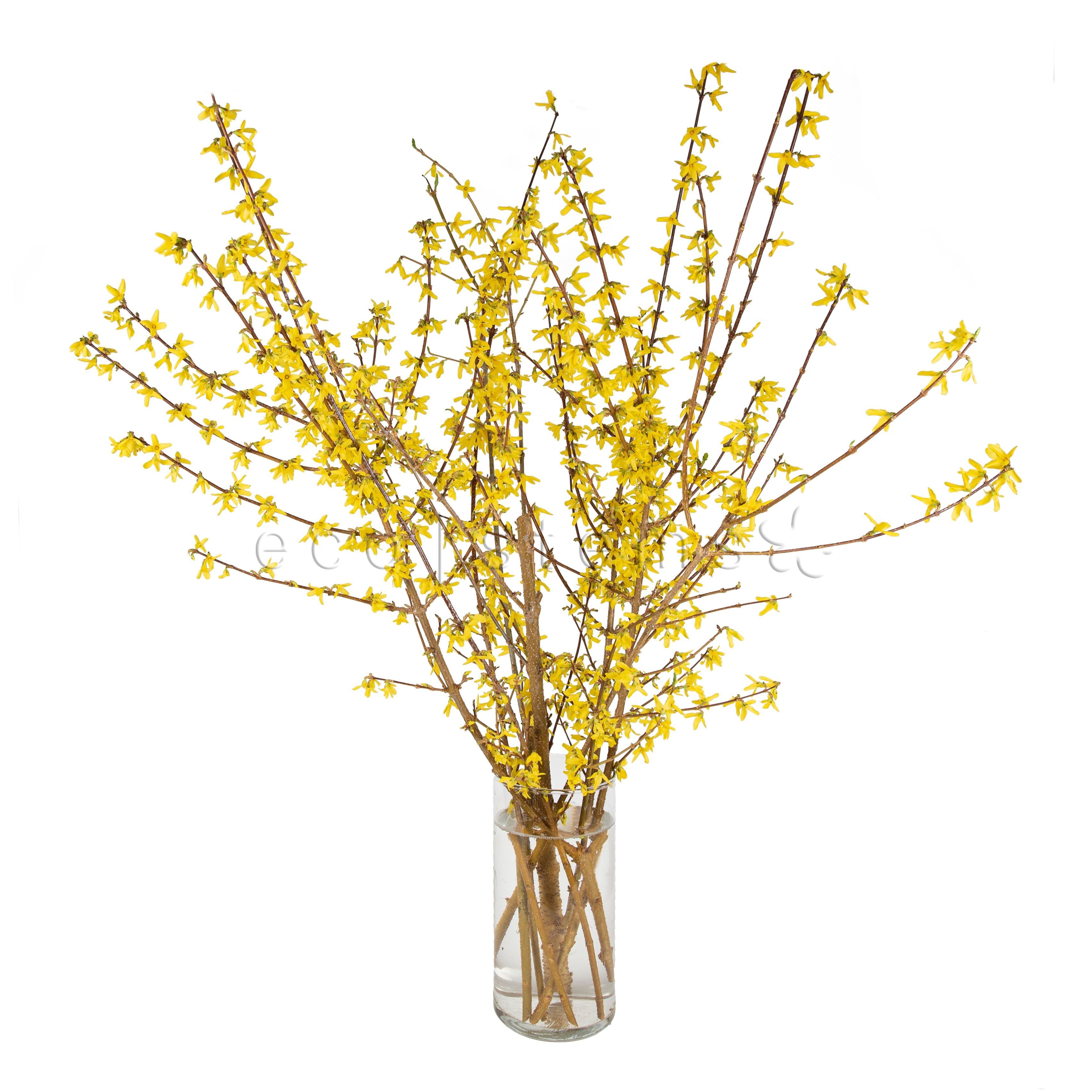 Forsythia Fresh Flowers Arrangement Toronto Ontario Delivery