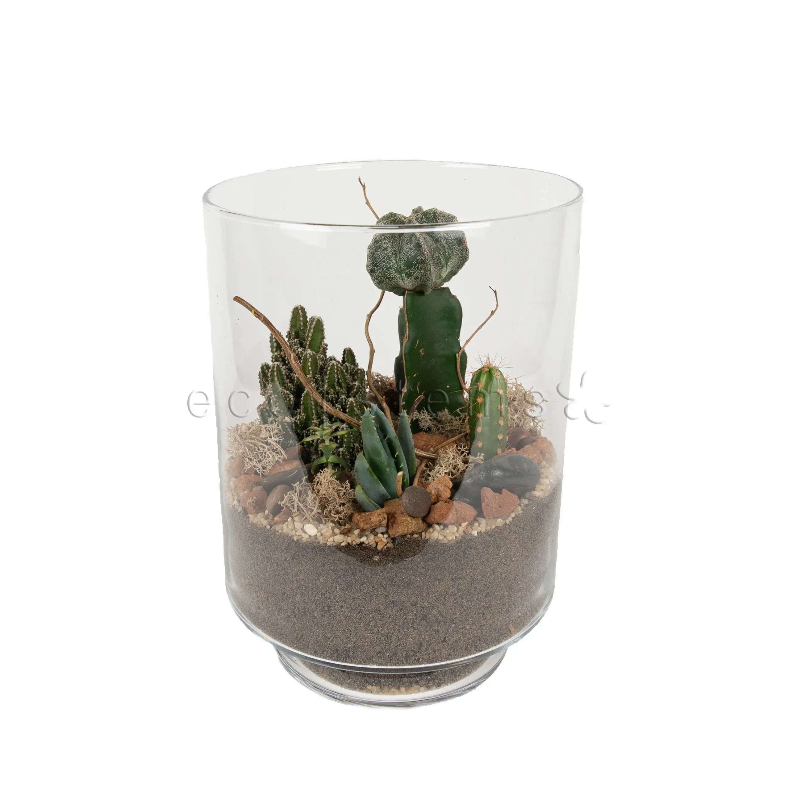 Pillar Desert Glass Terrarium Toronto Ontario Delivery