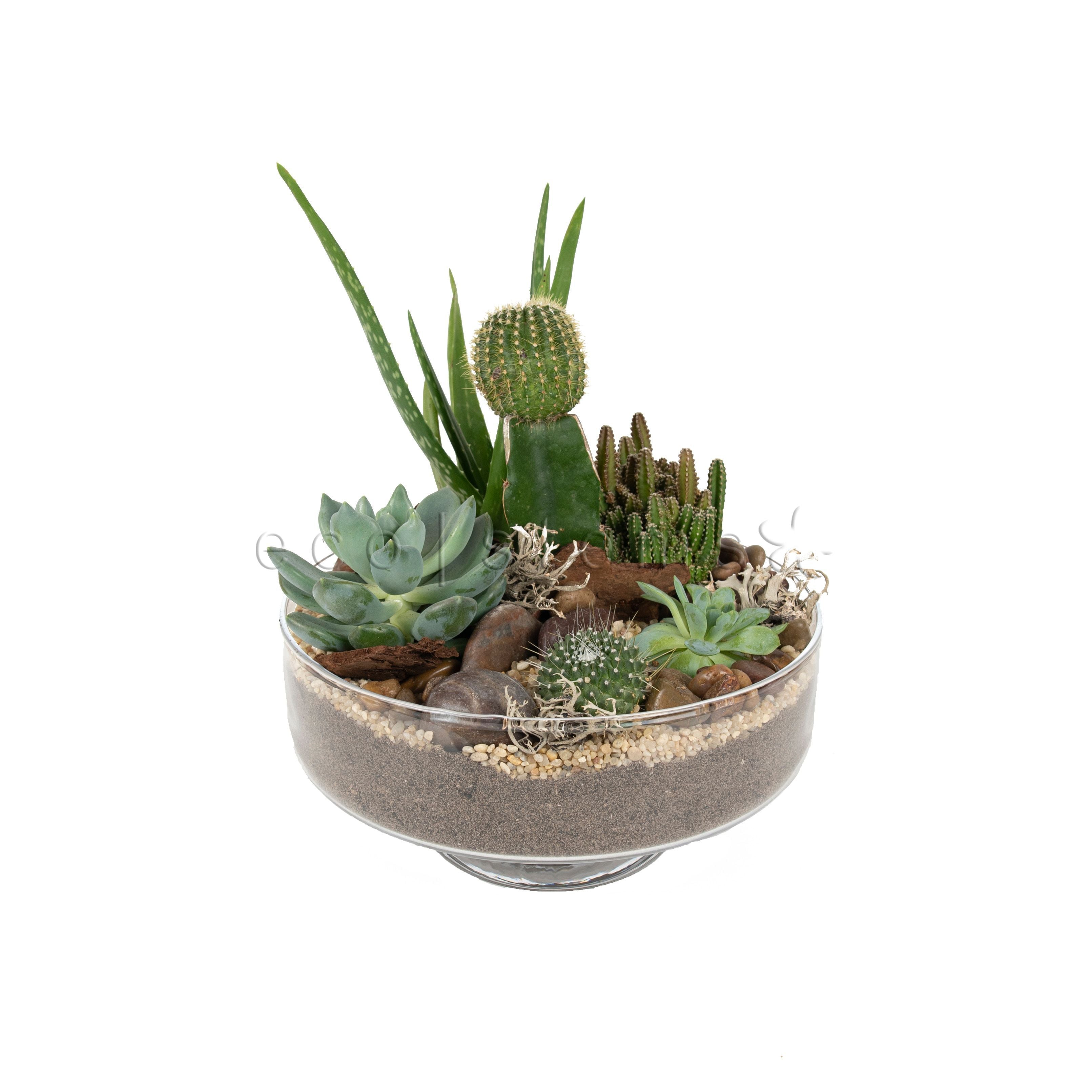 Pillar Desert Glass Terrarium Toronto Ontario Delivery