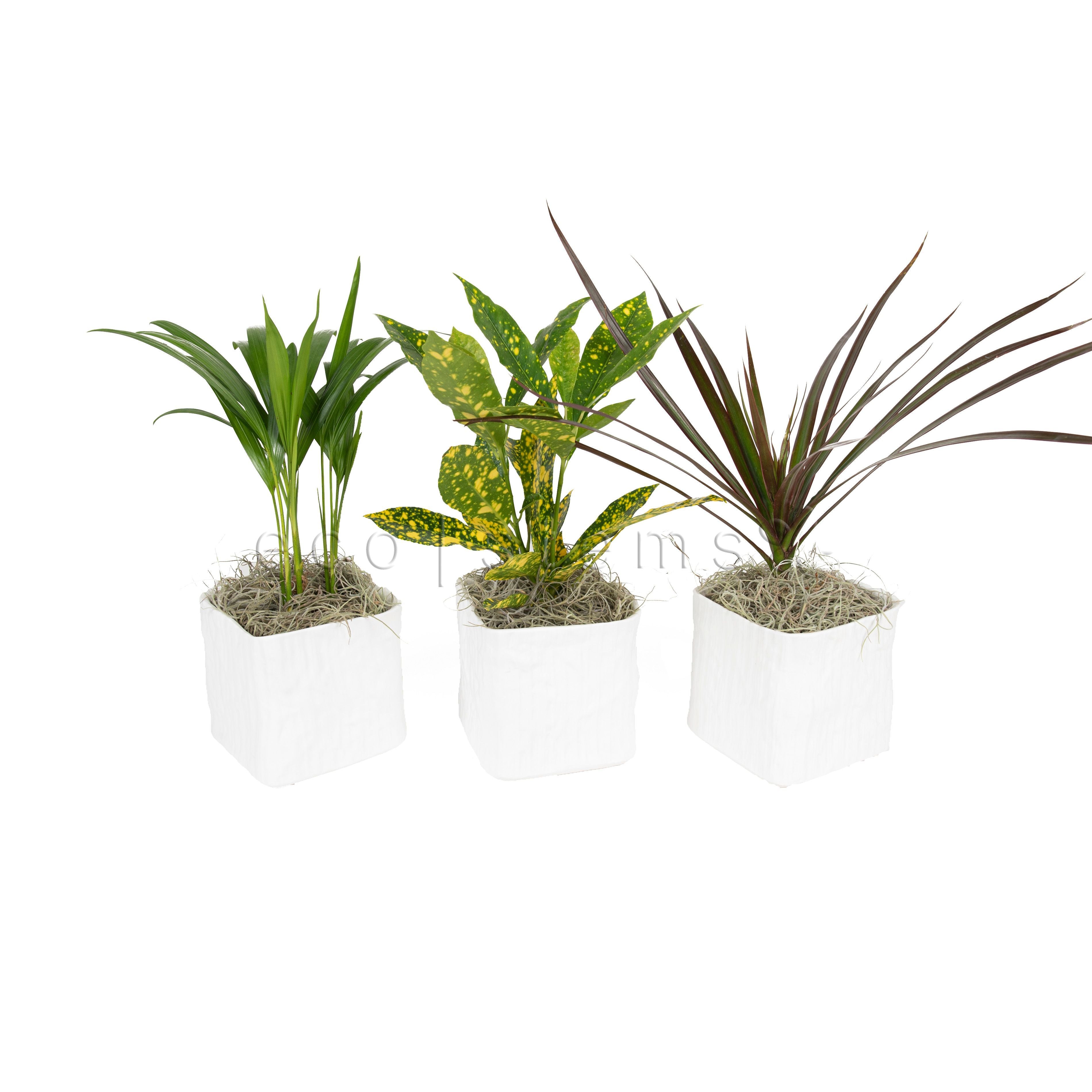 Assorted Tropical Foliage Potted Plants Toronto Ontario Delivery