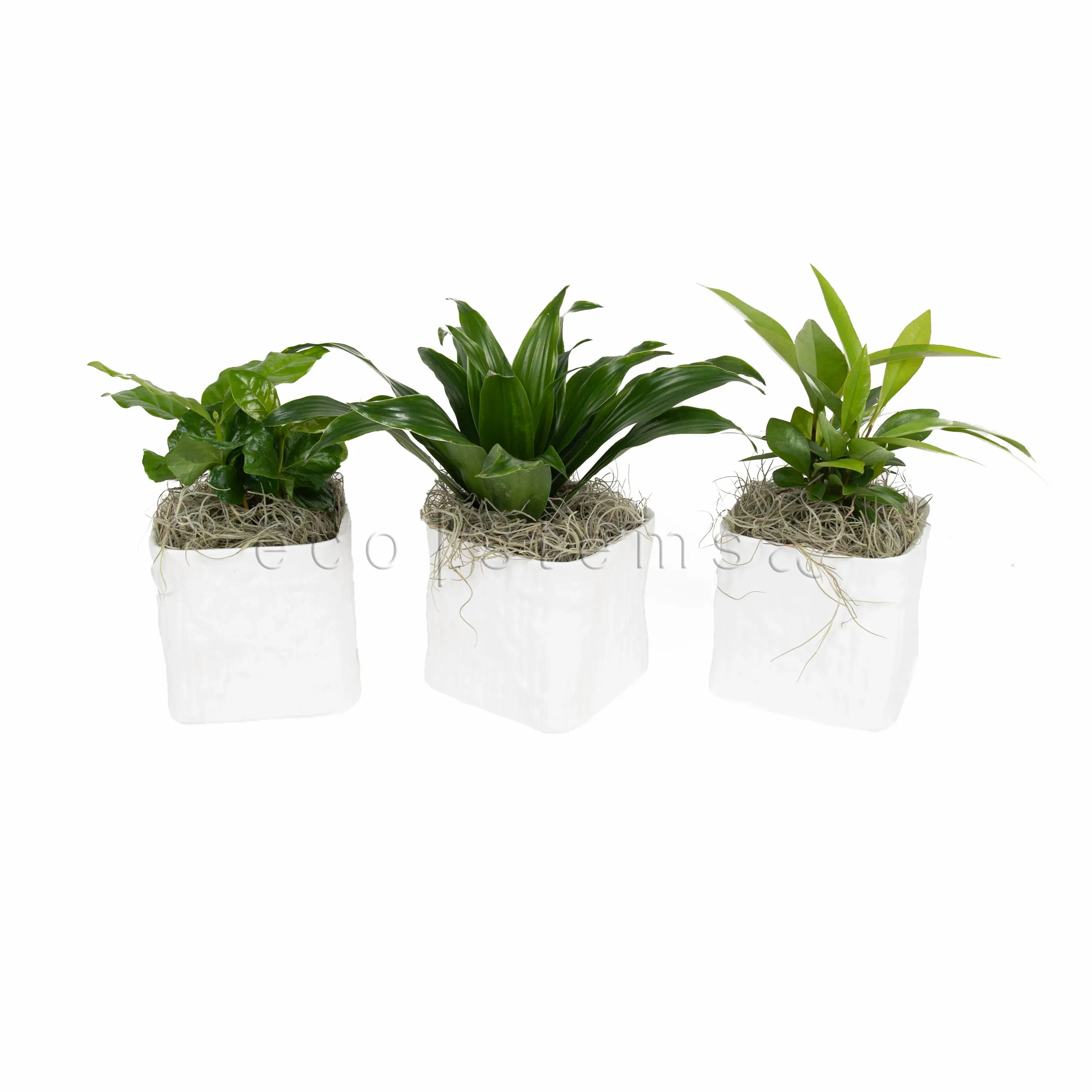Assorted Tropical Foliage Potted Plants Toronto Ontario Delivery