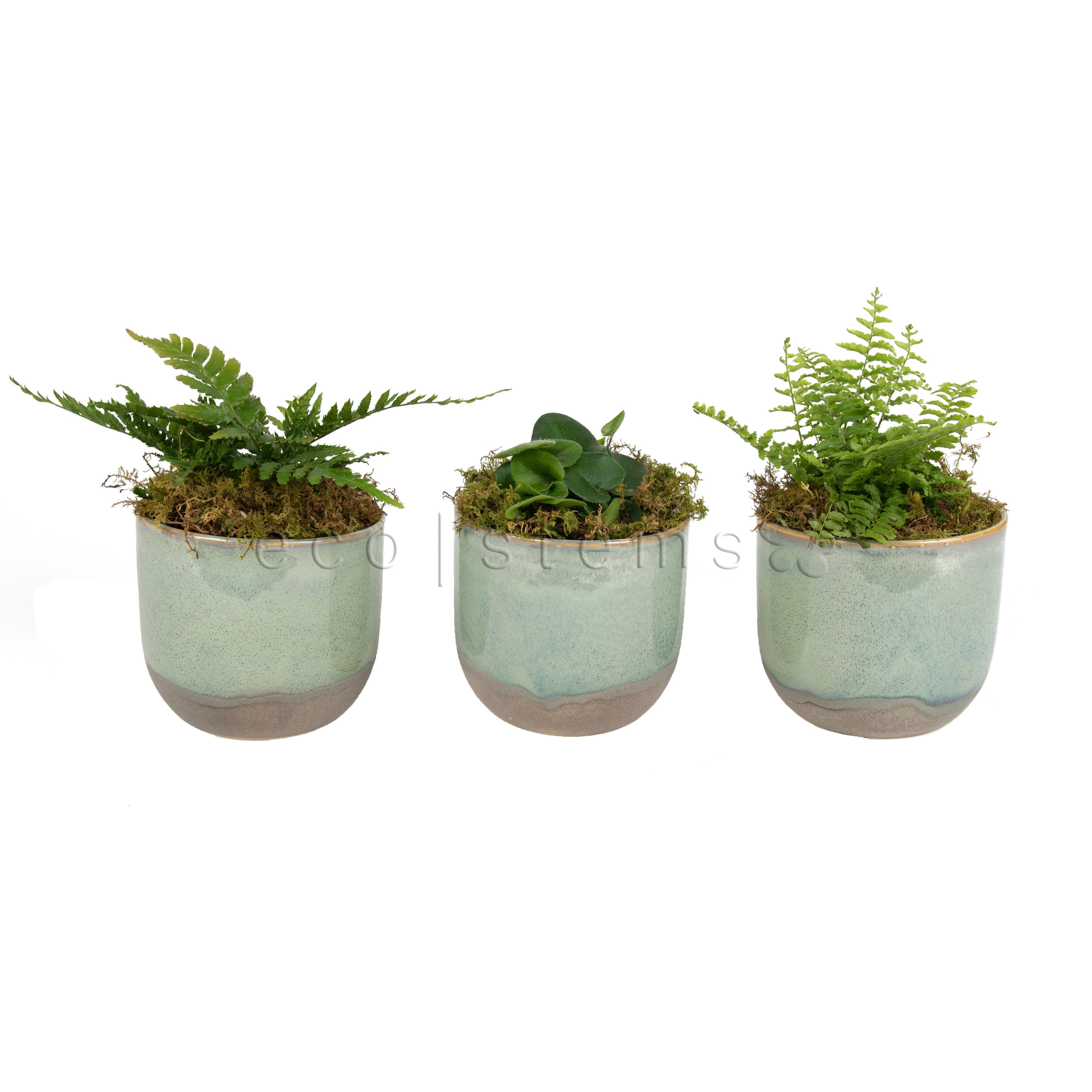 Assorted Ferns Potted Plants Toronto Ontario Delivery