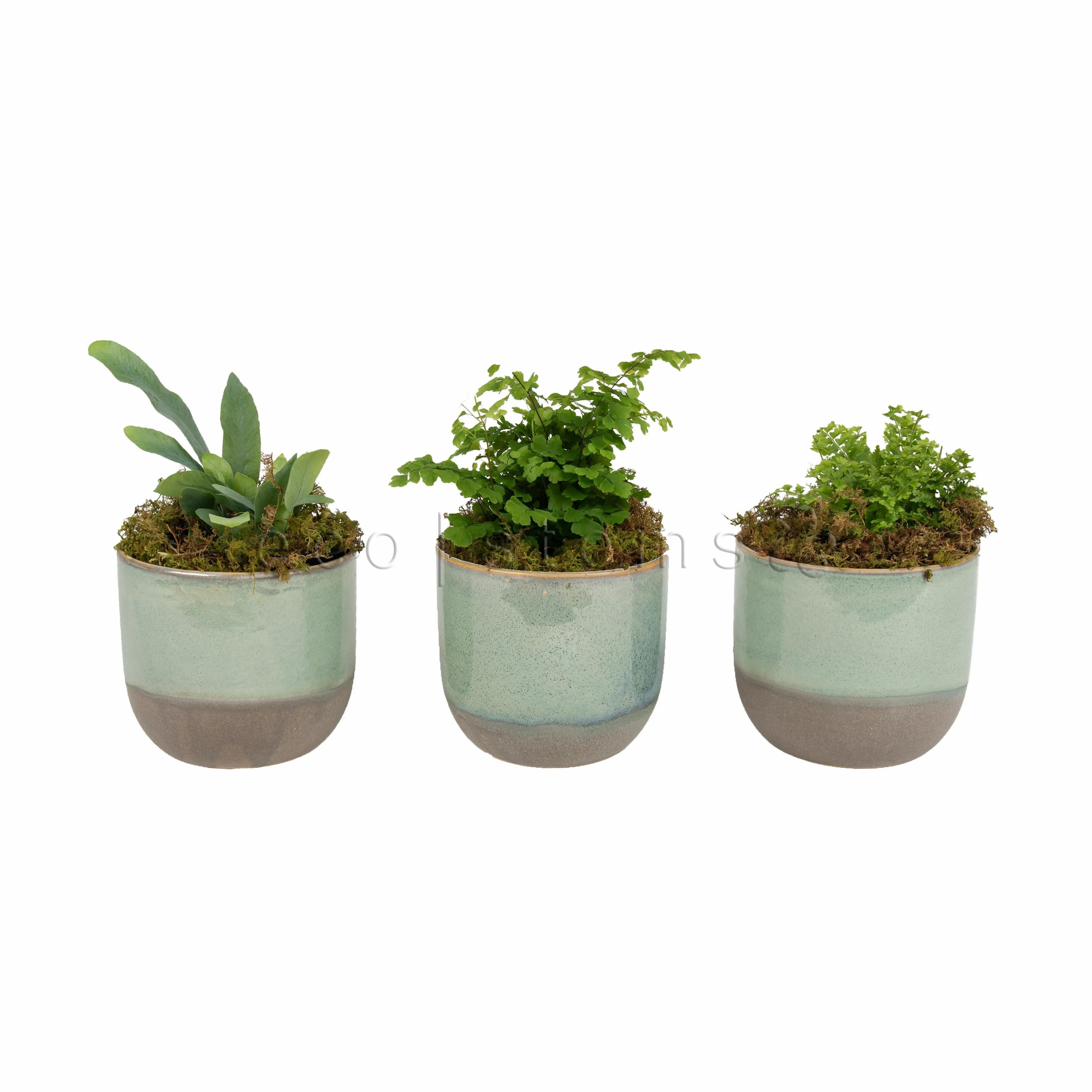 Assorted Ferns Potted Plants Toronto Ontario Delivery