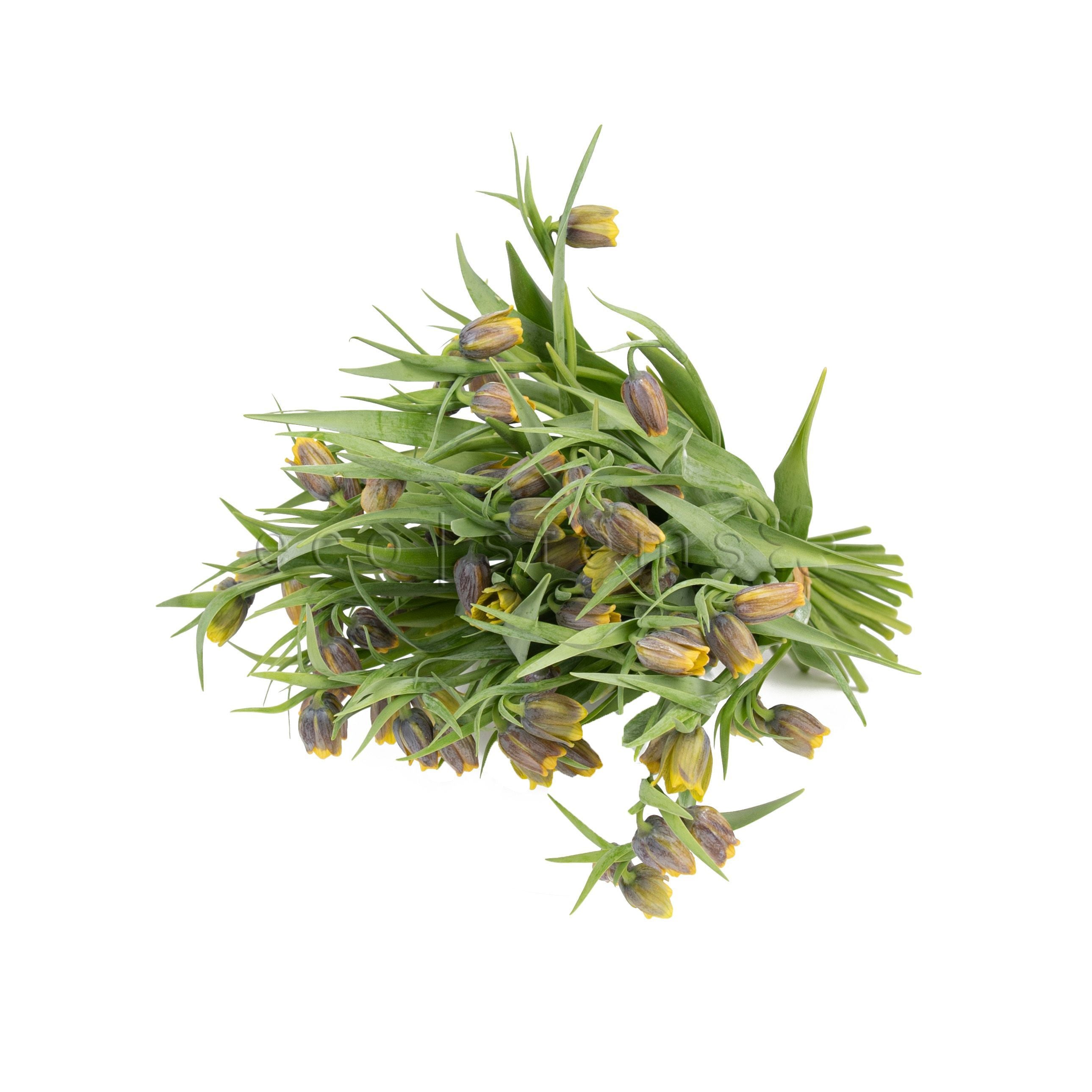 Fritillaria Fresh Flowers -Bouquets & Vase Arrangements