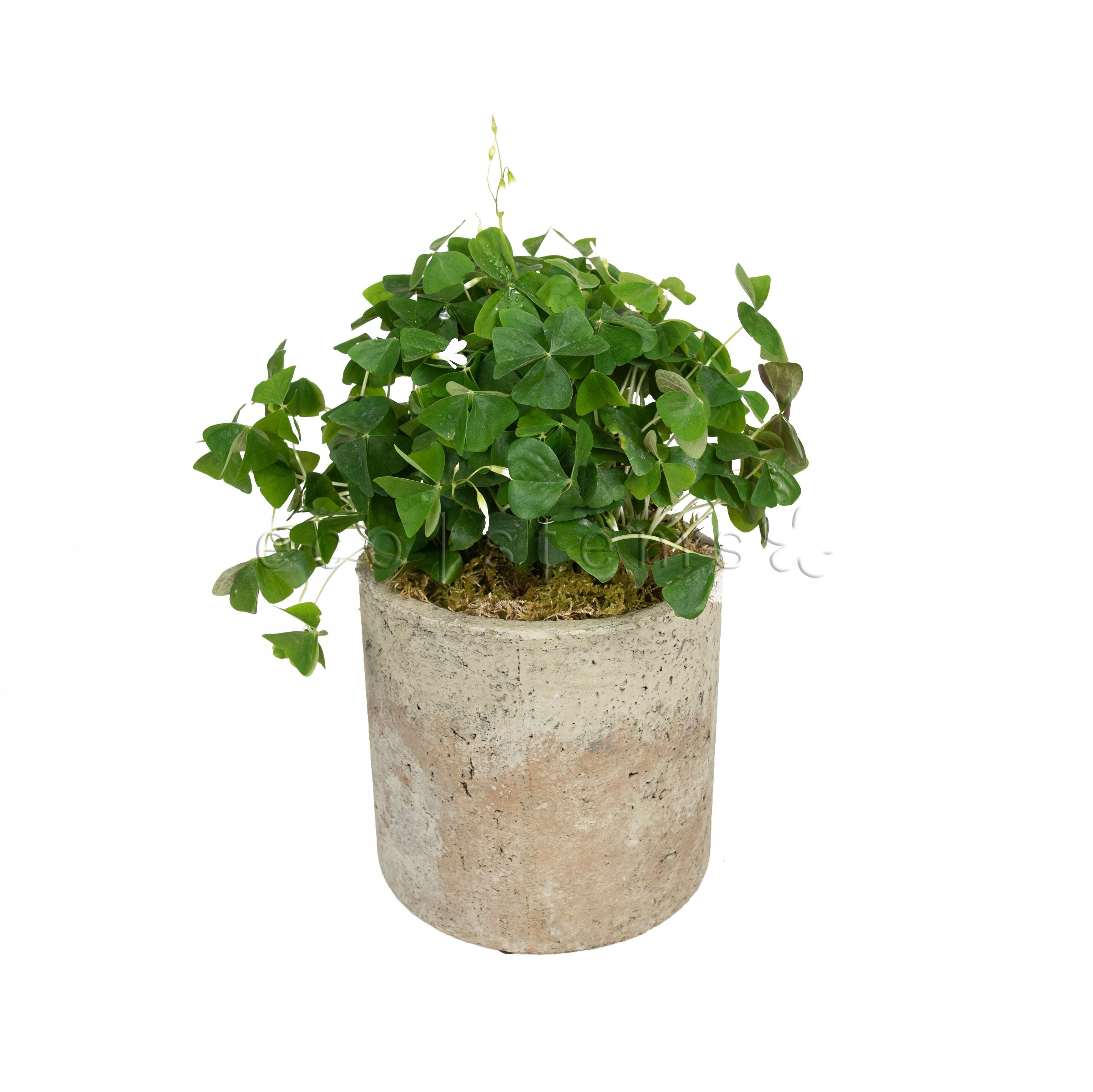 Shamrock Potted Indoor Houseplant Toronto Ontario Delivery