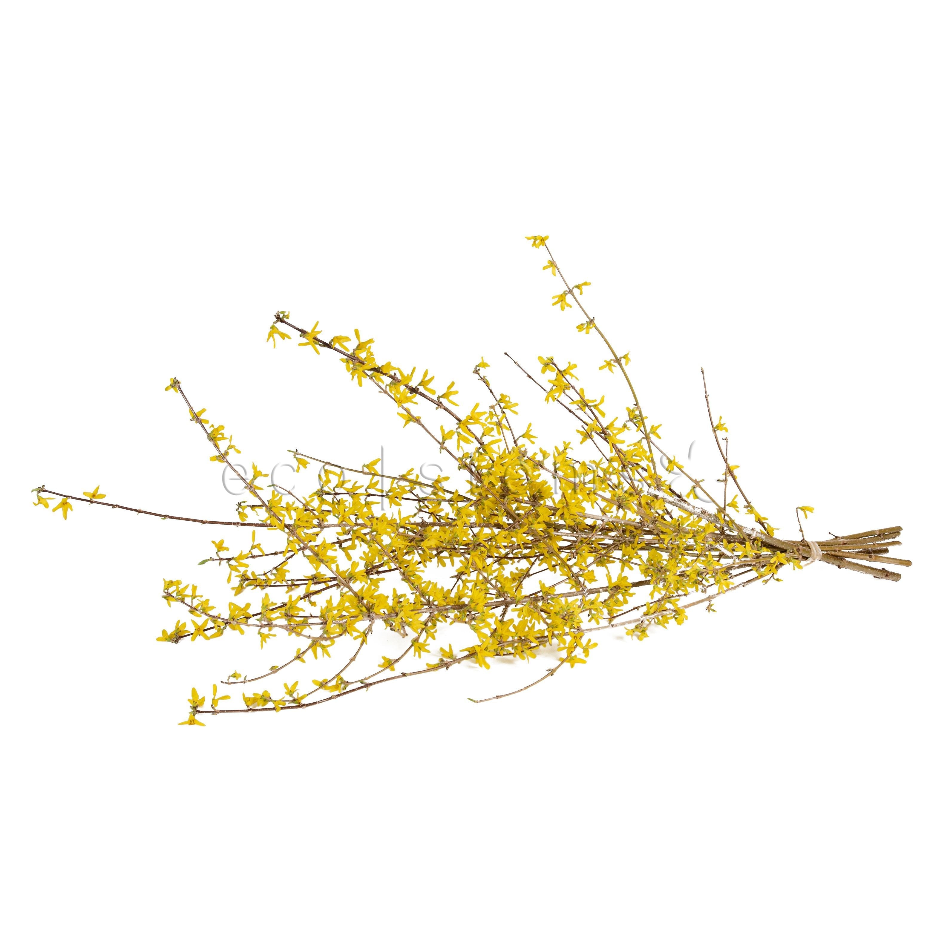Forsythia Fresh Flowers -Bouquets & Vase Arrangements