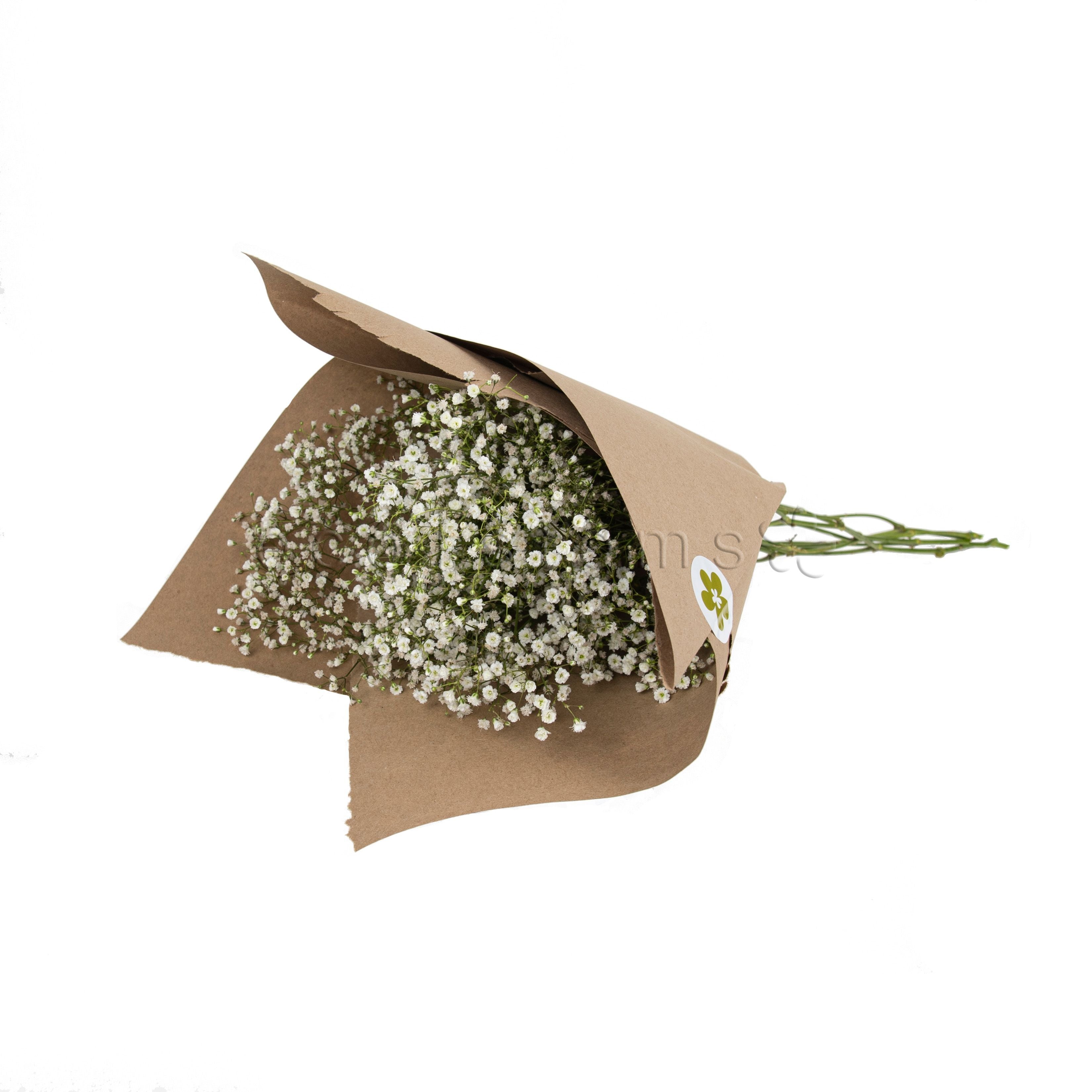 Baby's Breath Bunch Toronto Ontario Delivery