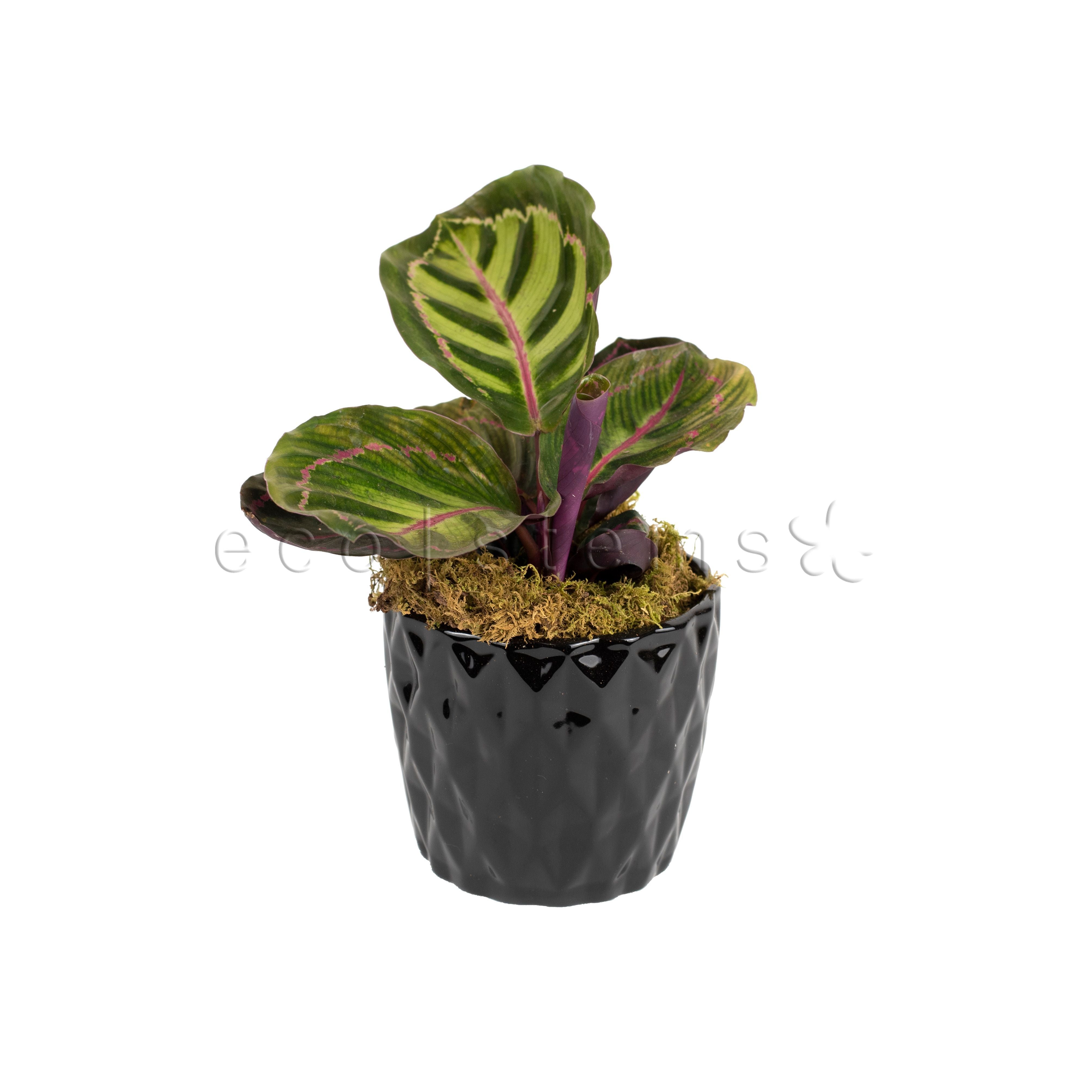 Pink Medallion Prayer Potted Indoor Plant Toronto Ontario Delivery