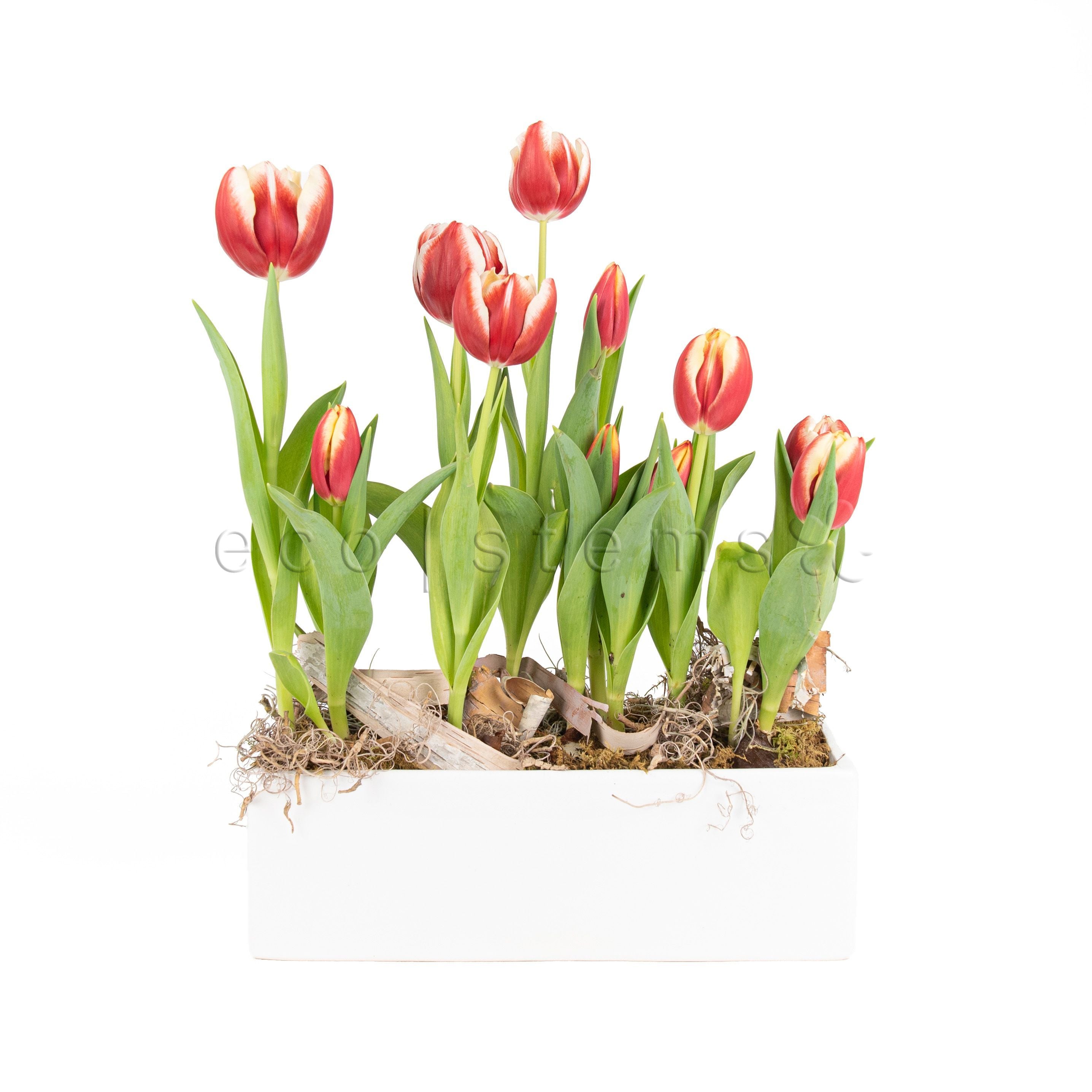 Mini Tulip Garden Planter Toronto Ontario Delivery