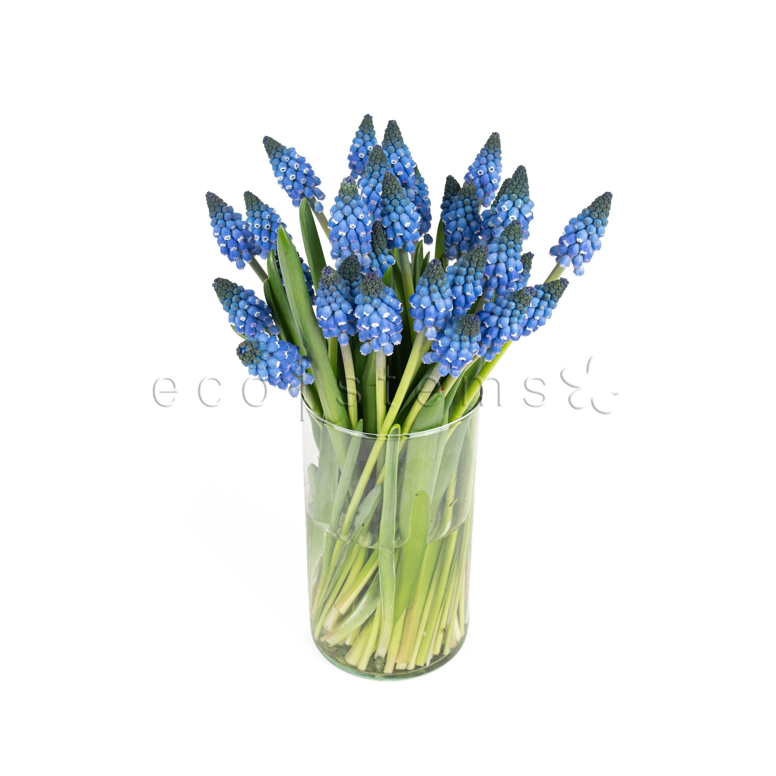 Grape Hyacinth Fresh Flowers Arrangement Toronto Ontario Delivery