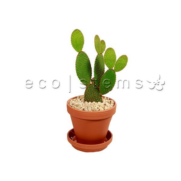 Bunny Ears Cactus Potted Indoor Houseplant Toronto Ontario Delivery