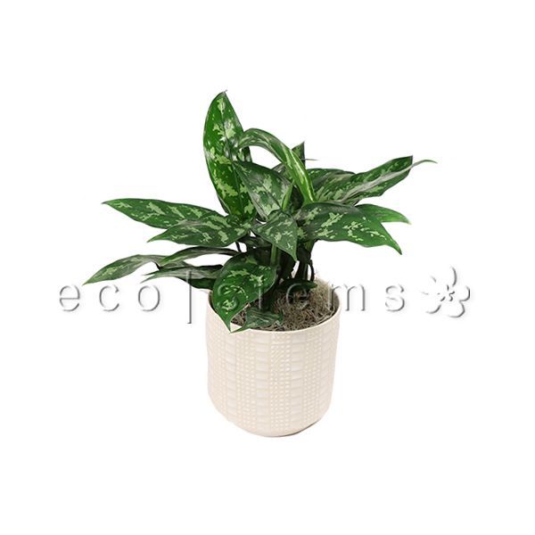 Emerald Chinese Evergreen Potted Indoor Houseplant Toronto Ontario Delivery