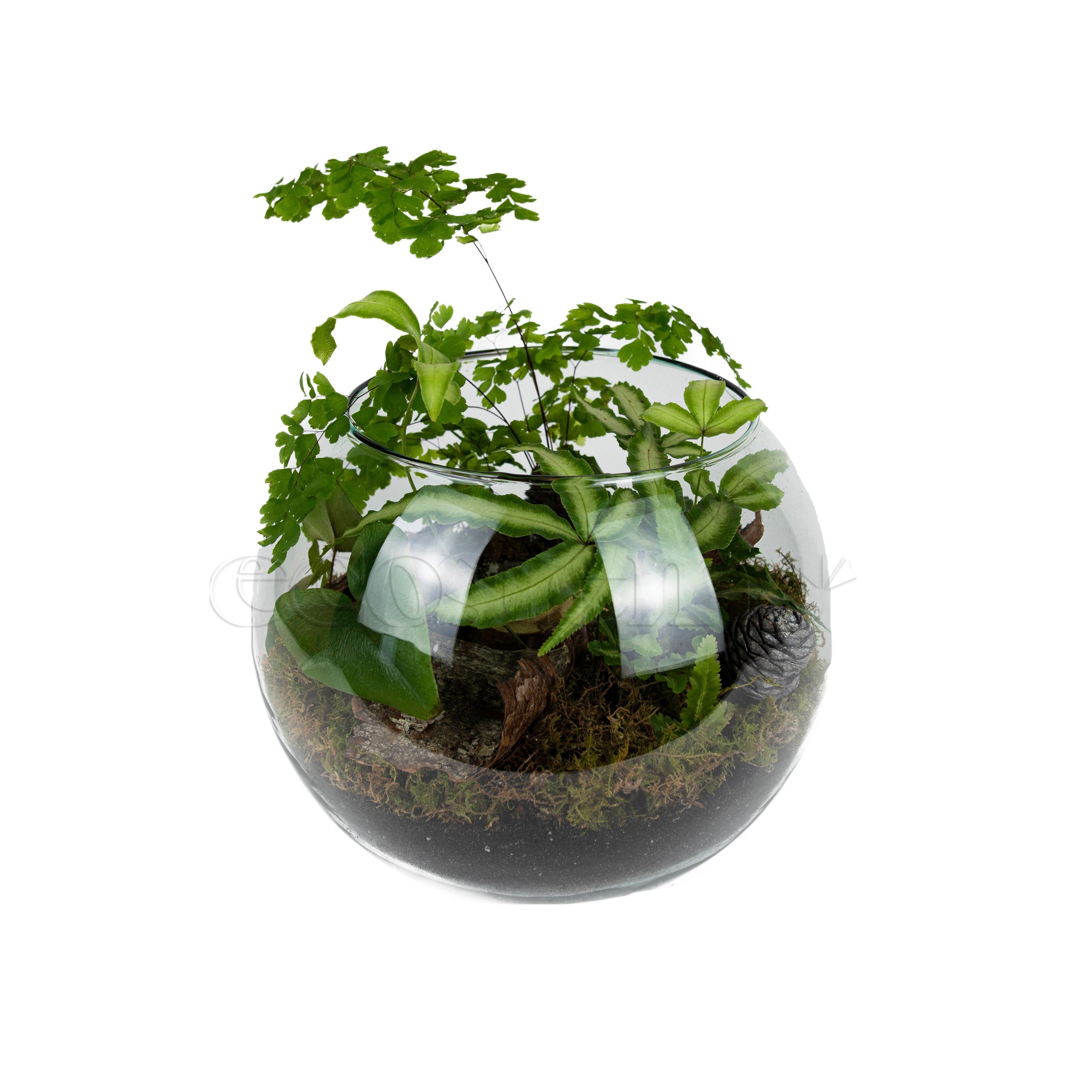 Ferns Fishbowl Potted Indoor Plant Toronto