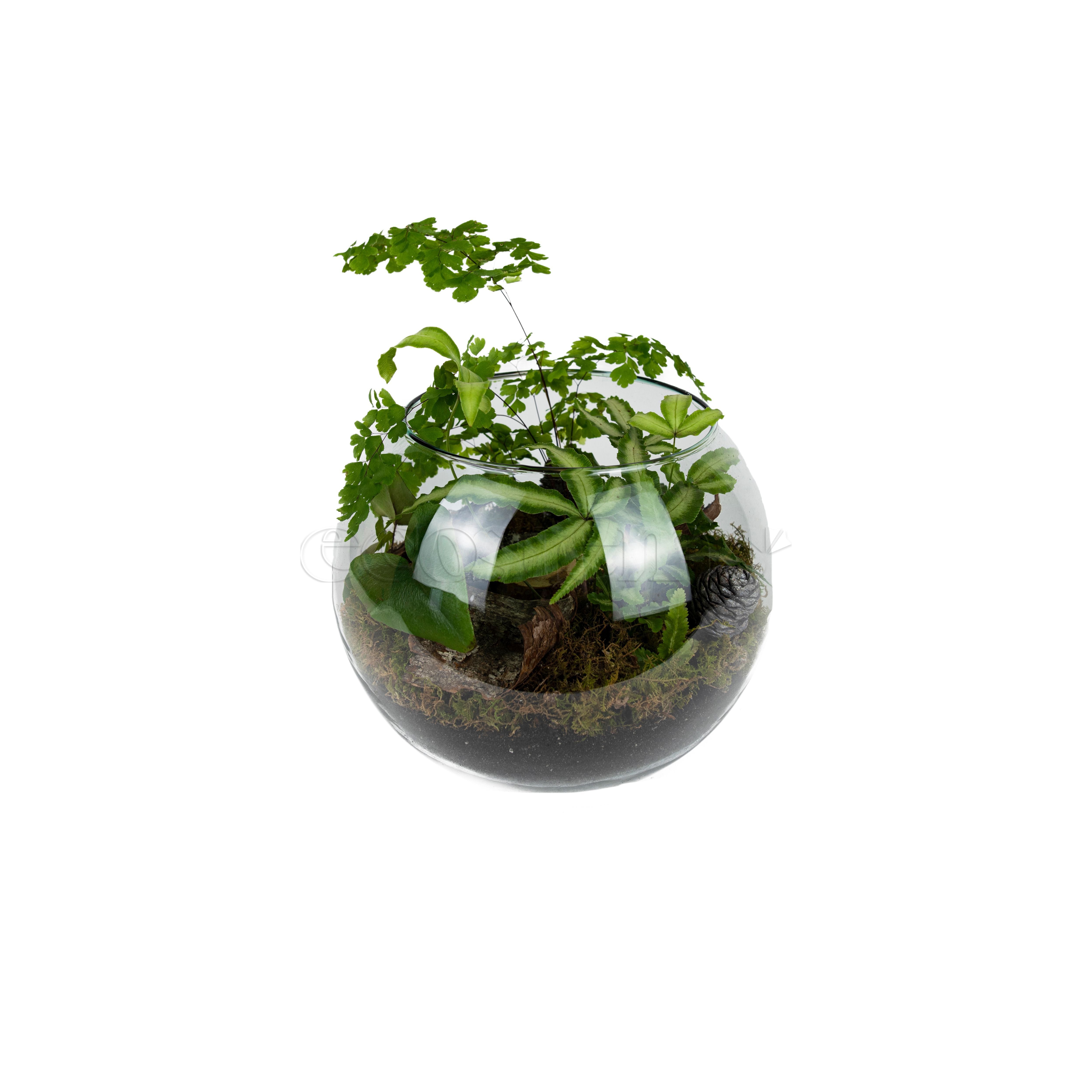 Ferns Fishbowl Potted Indoor Plant Toronto Ontario Delivery