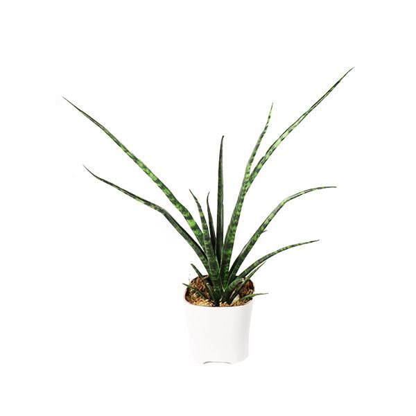 Fernwood Snake Plant Potted Toronto Ontario Delivery