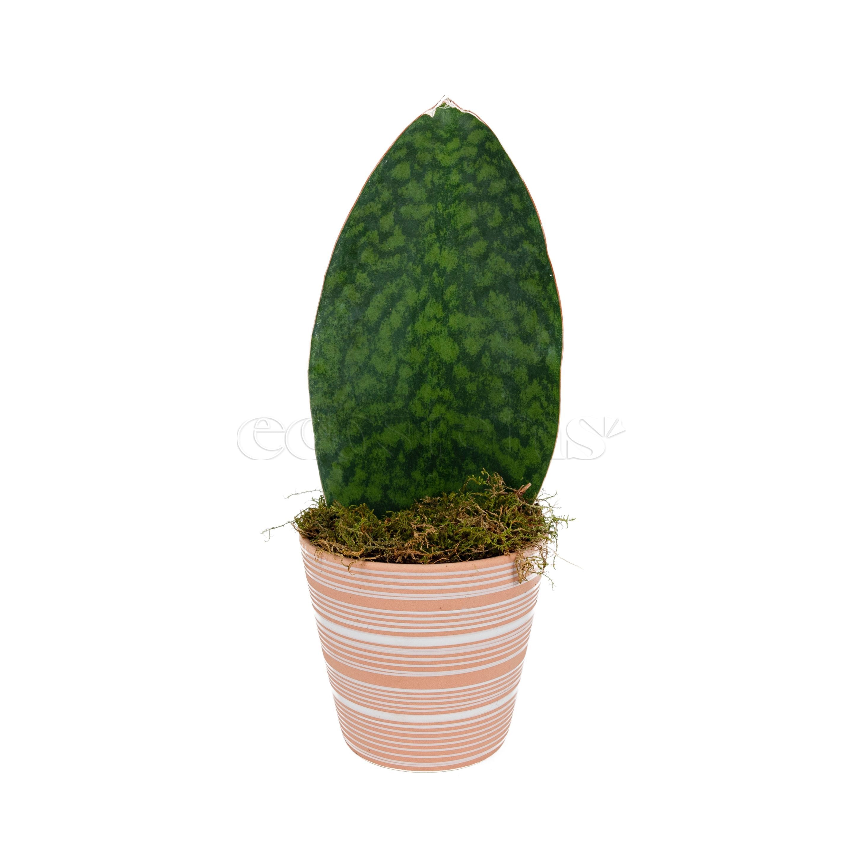 Whale Fin Snake Plant Potted Toronto Ontario Delivery