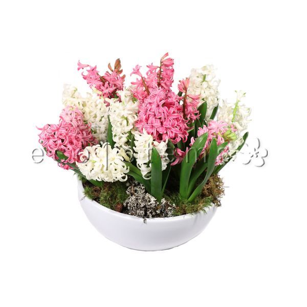 Mini Fragrant Hyacinth Garden Planter Toronto Ontario Delivery