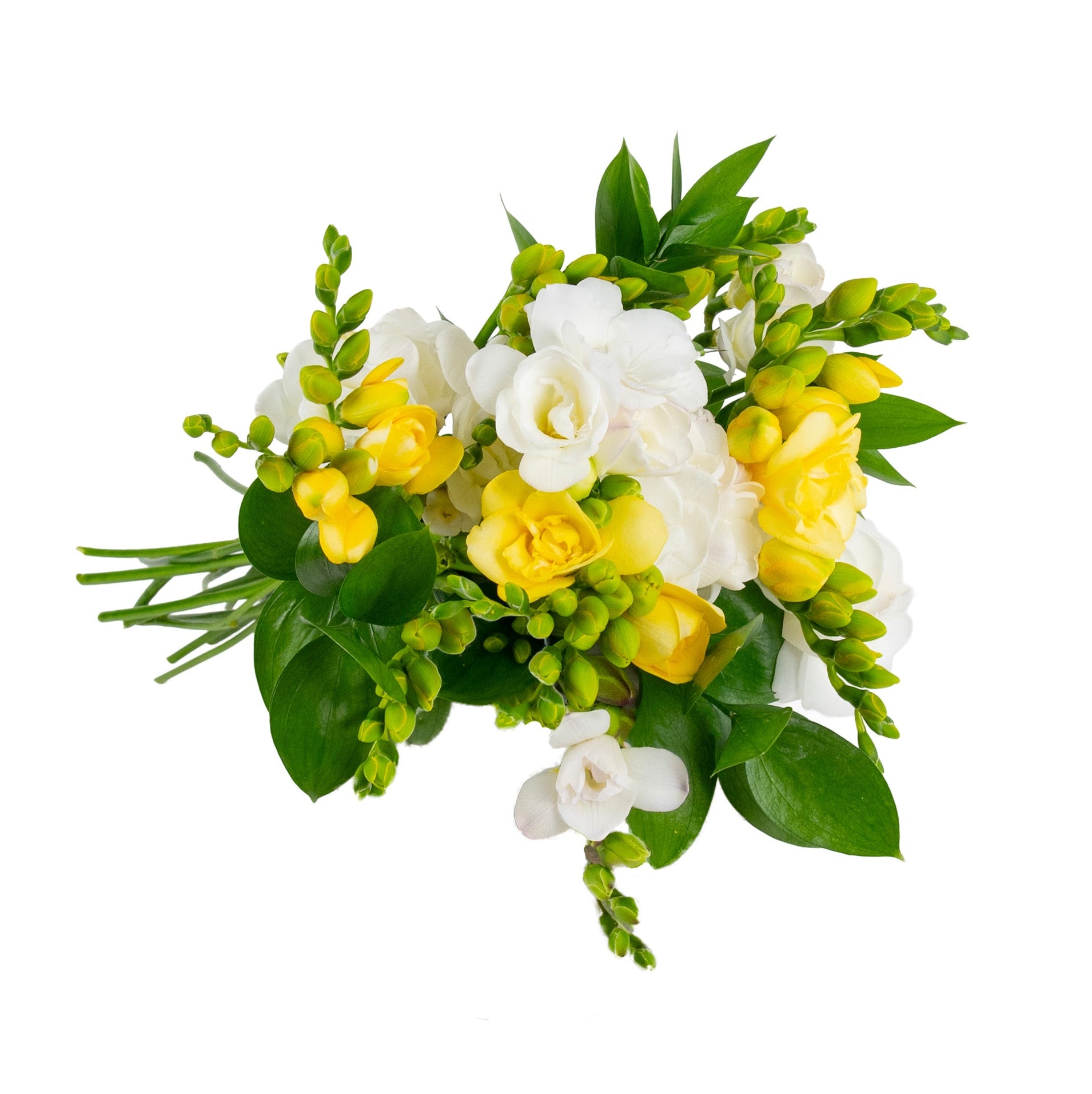 Freesia Fresh Flowers - Bouquets & Vase Arrangements