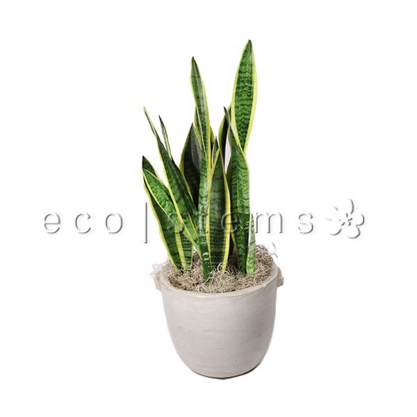 Golden Snake Plant Potted Toronto Ontario Delivery