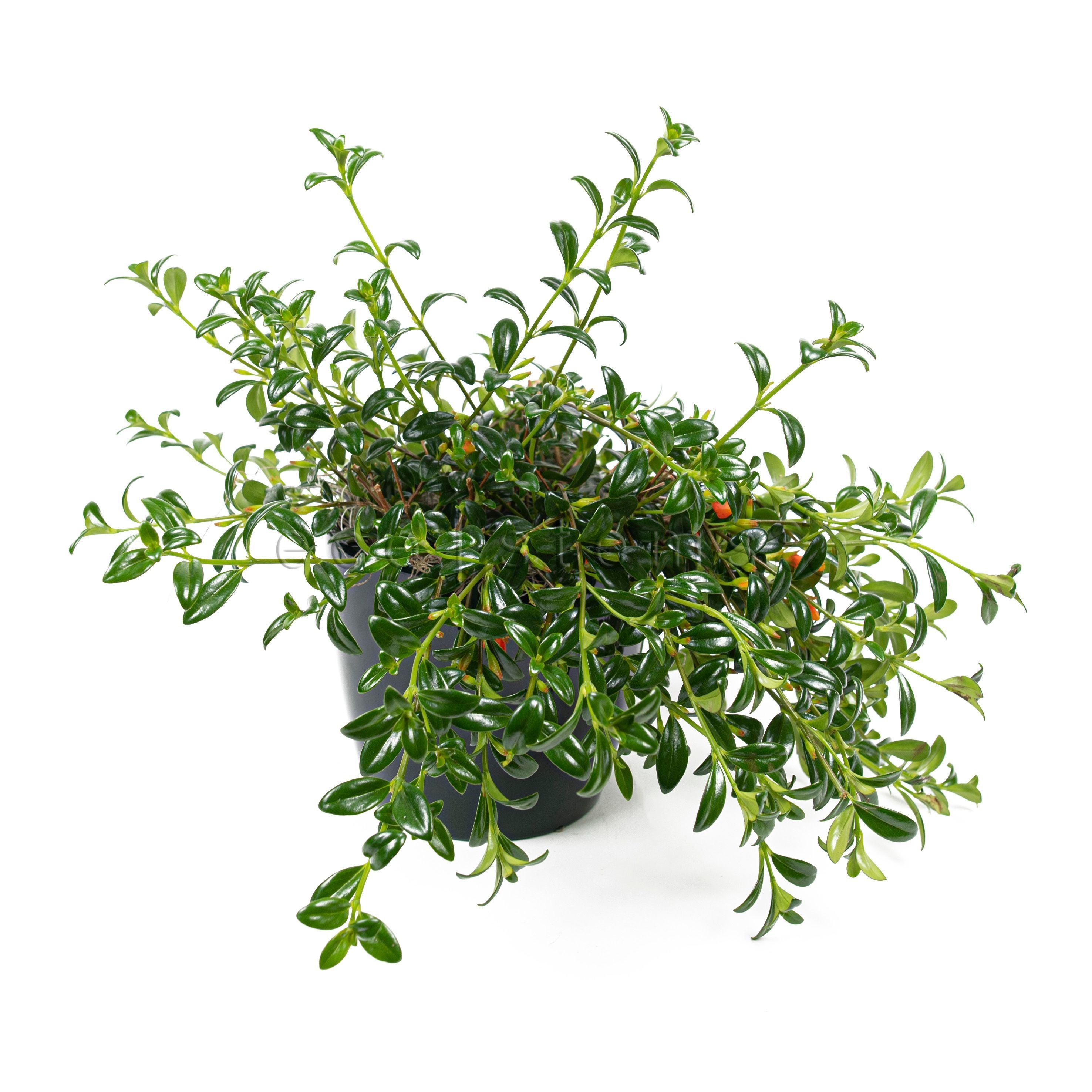 Goldfish Vine Potted Indoor Houseplant Toronto Ontario Delivery