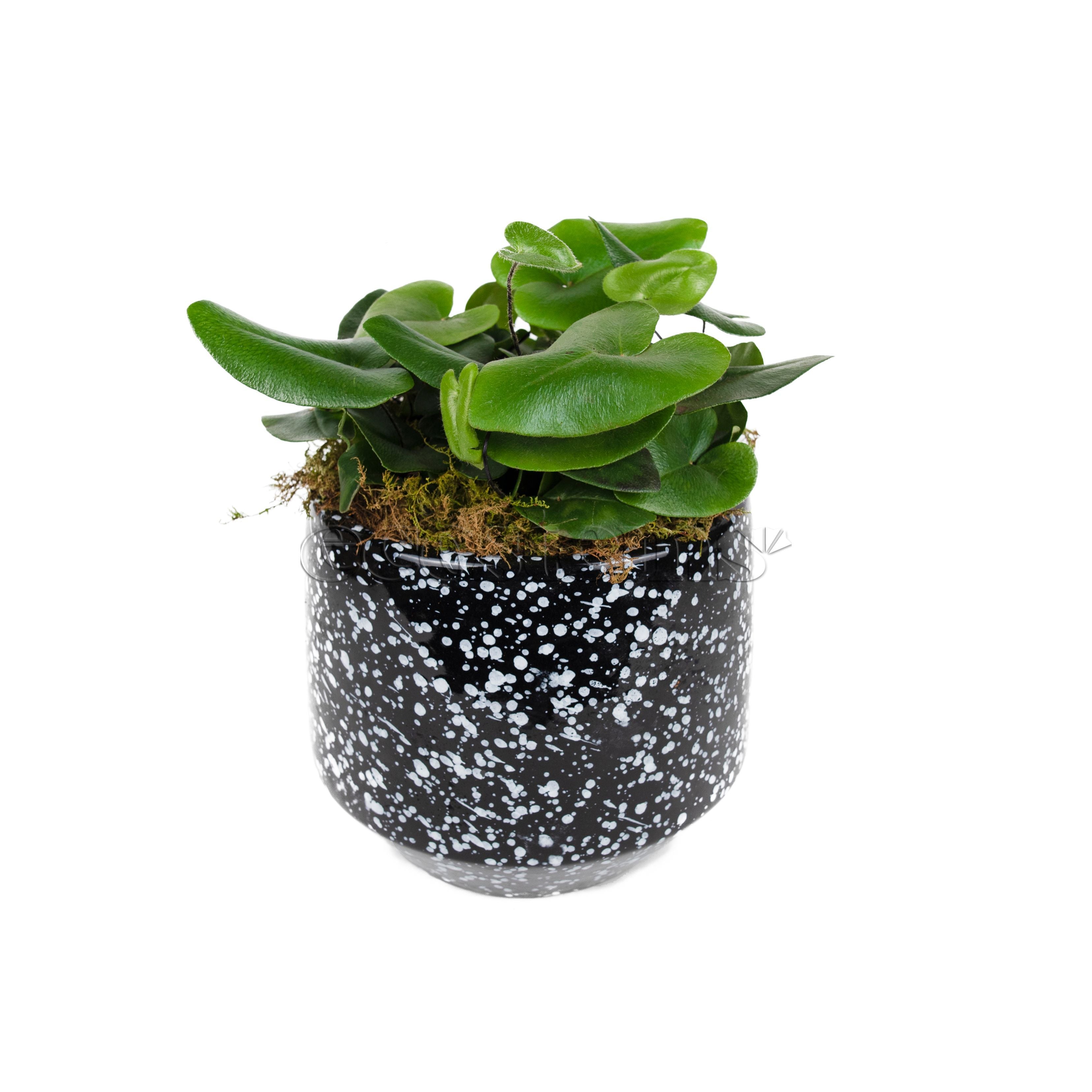 Heart-Leaf Fern Potted Indoor Houseplant Toronto Ontario Delivery