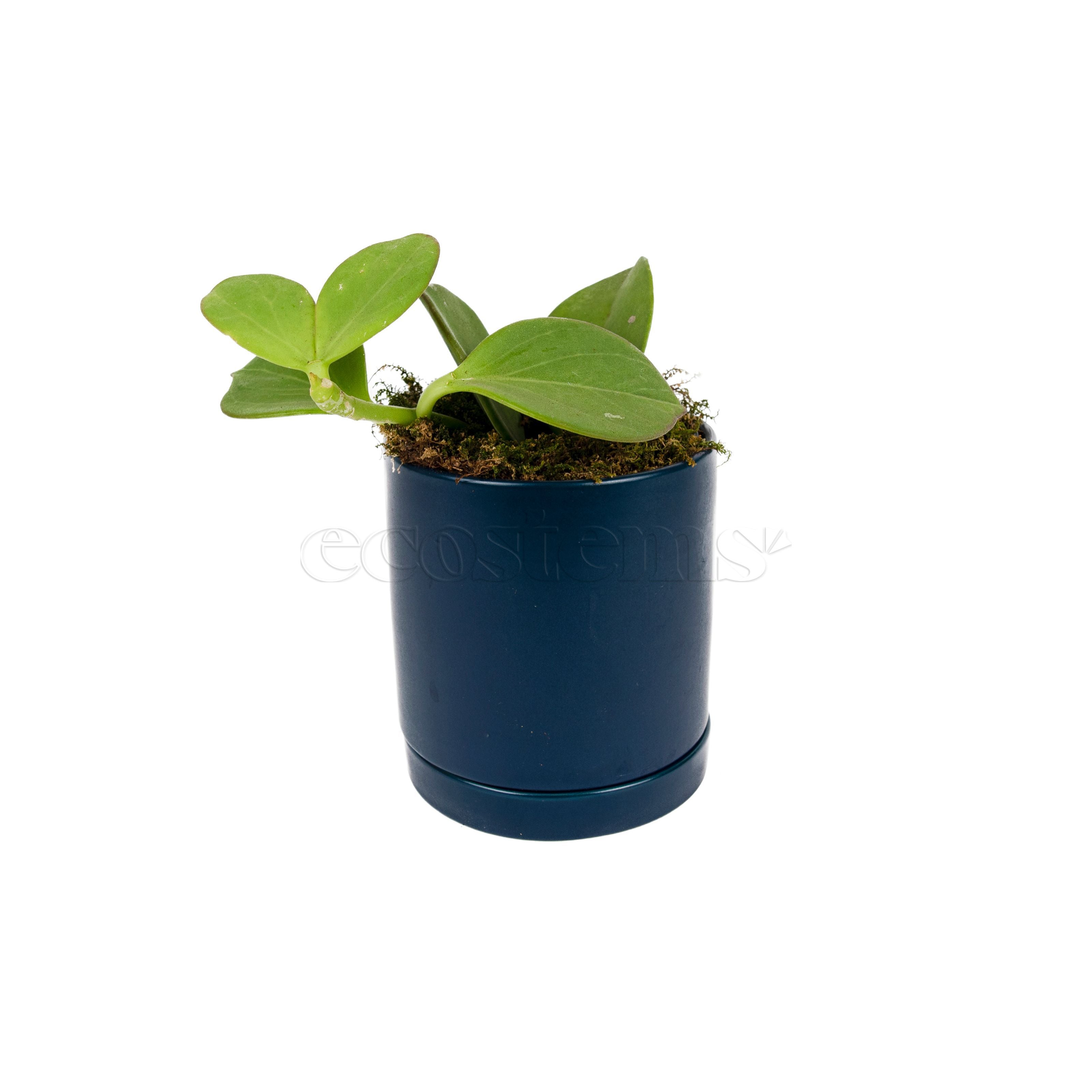 Hoya Obscura Potted Indoor Houseplant Toronto Ontario Delivery