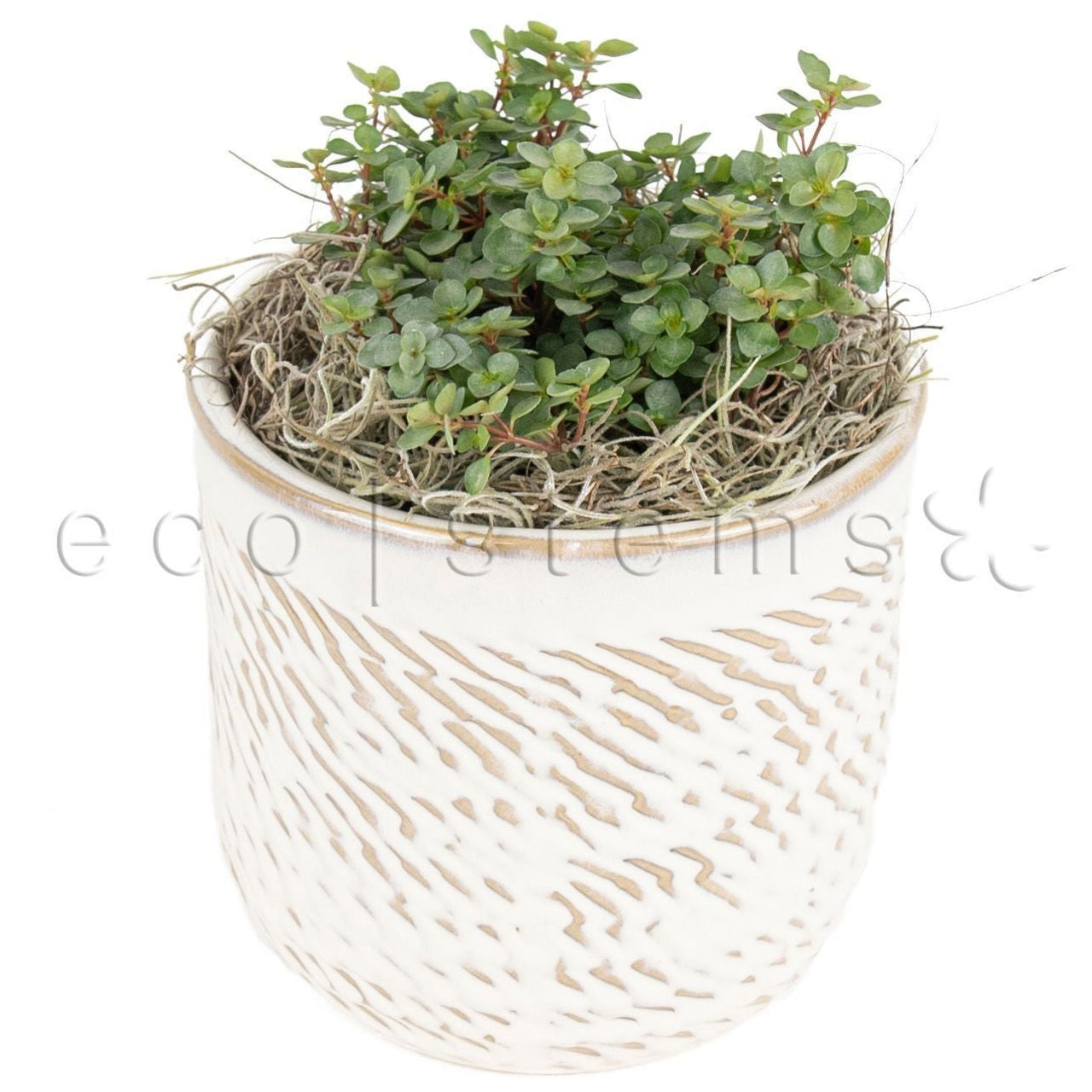Silver Baby Tears Vine Potted Indoor Houseplant Toronto