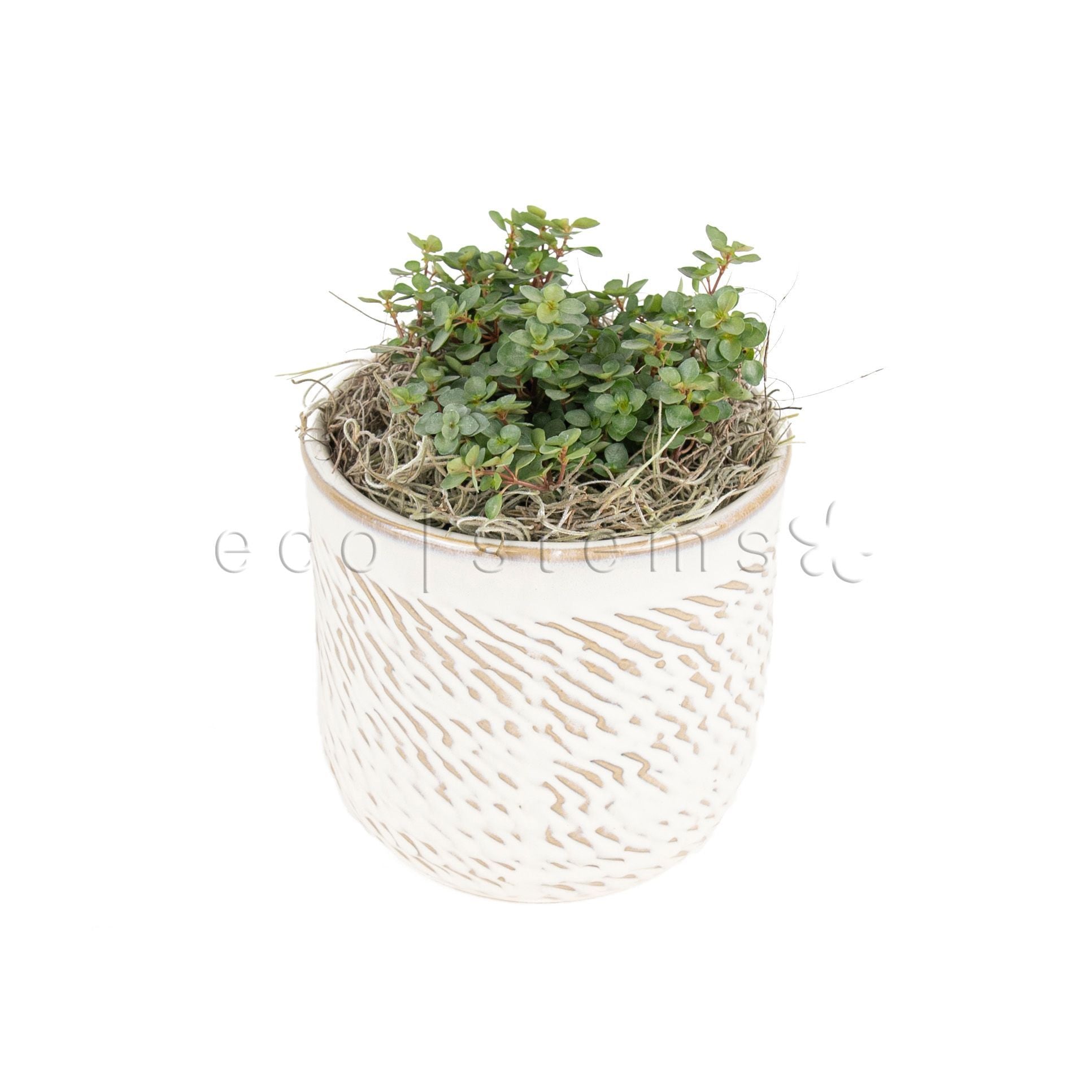 Silver Baby Tears Vine Potted Indoor Houseplant Toronto Ontario Delivery