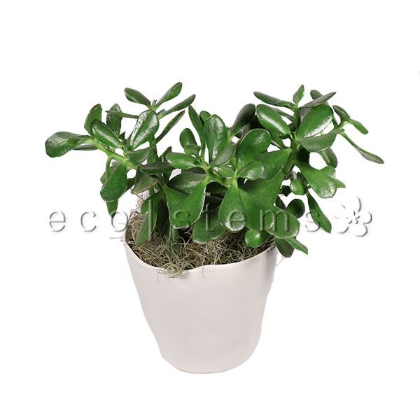 Jade Plant Potted Toronto Ontario Delivery