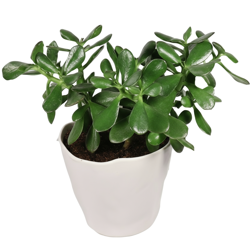 Jade Plant Potted