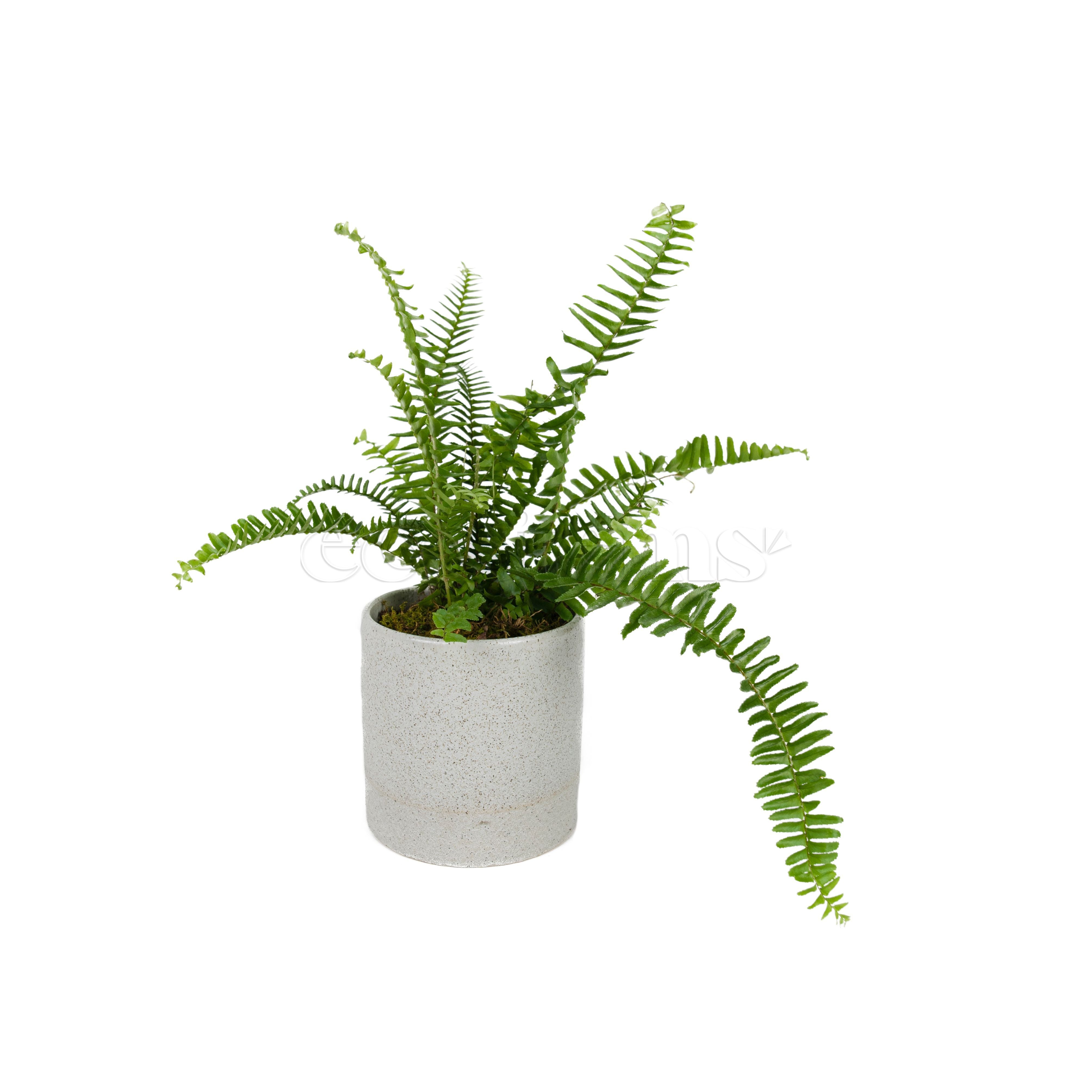 Kimberly Queen Fern Potted Indoor Plant Toronto Ontario Delivery