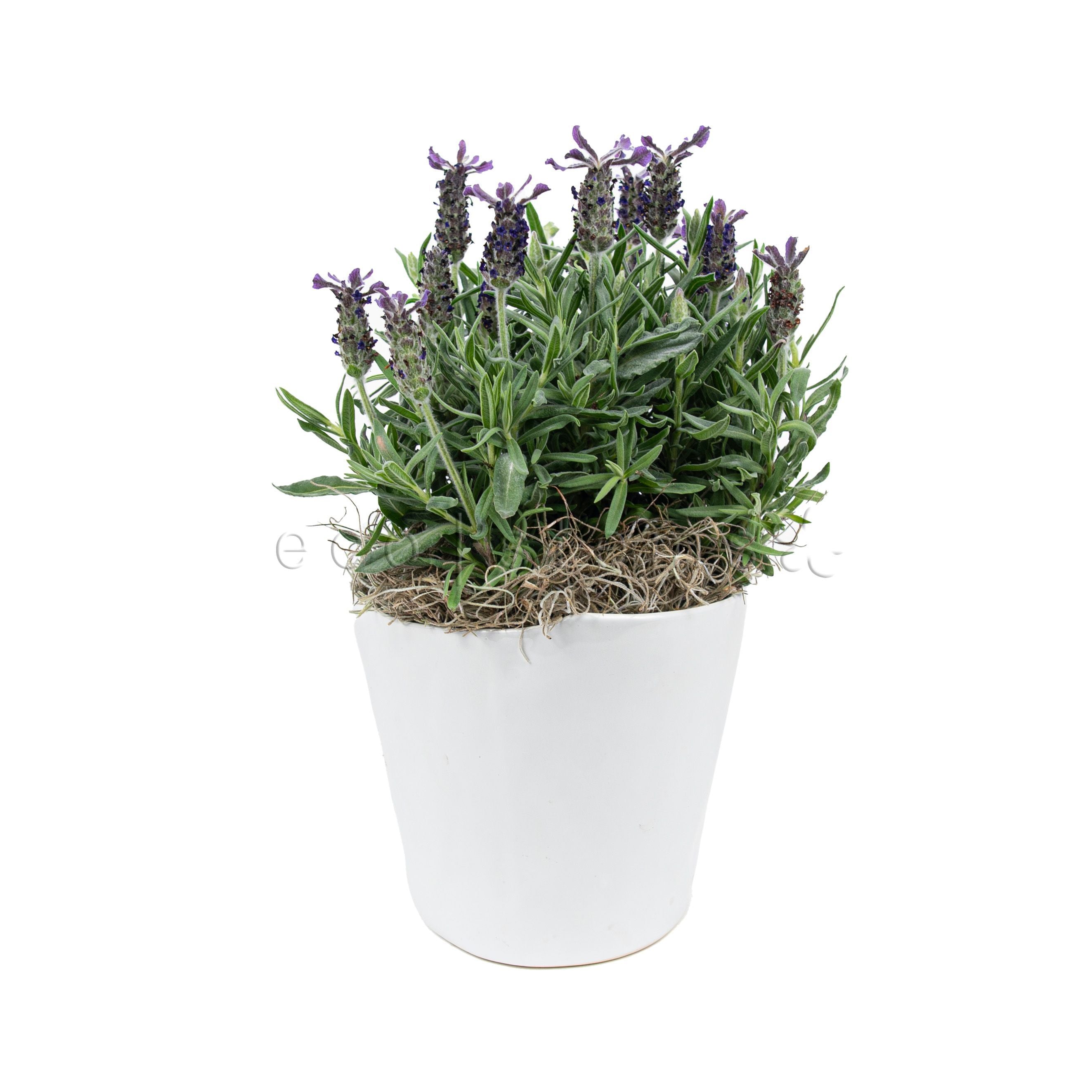 Lavender Potted Indoor Houseplant Toronto Ontario Delivery