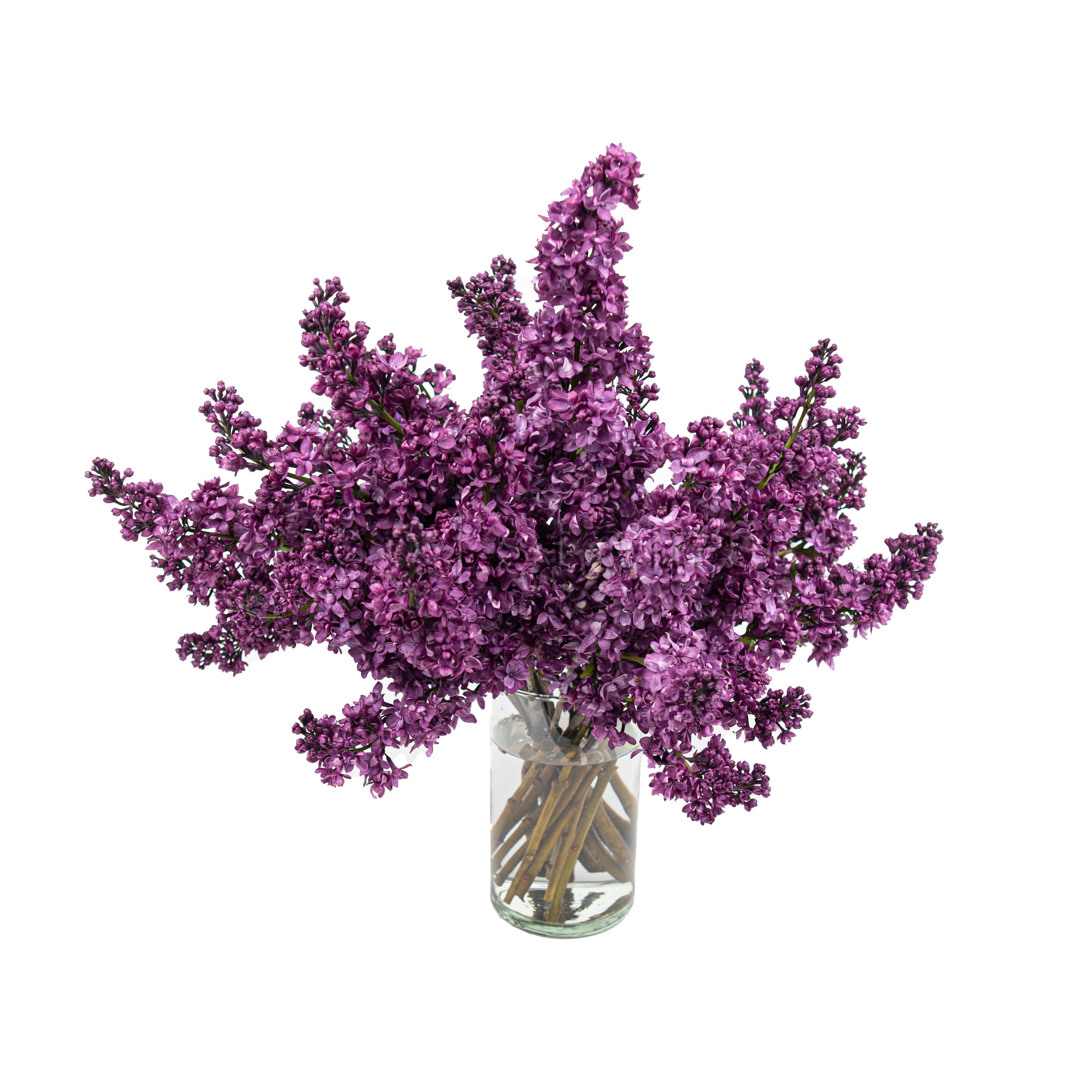 Lilacs Fresh Flowers Vase Arrangement Toronto Ontario Delivery