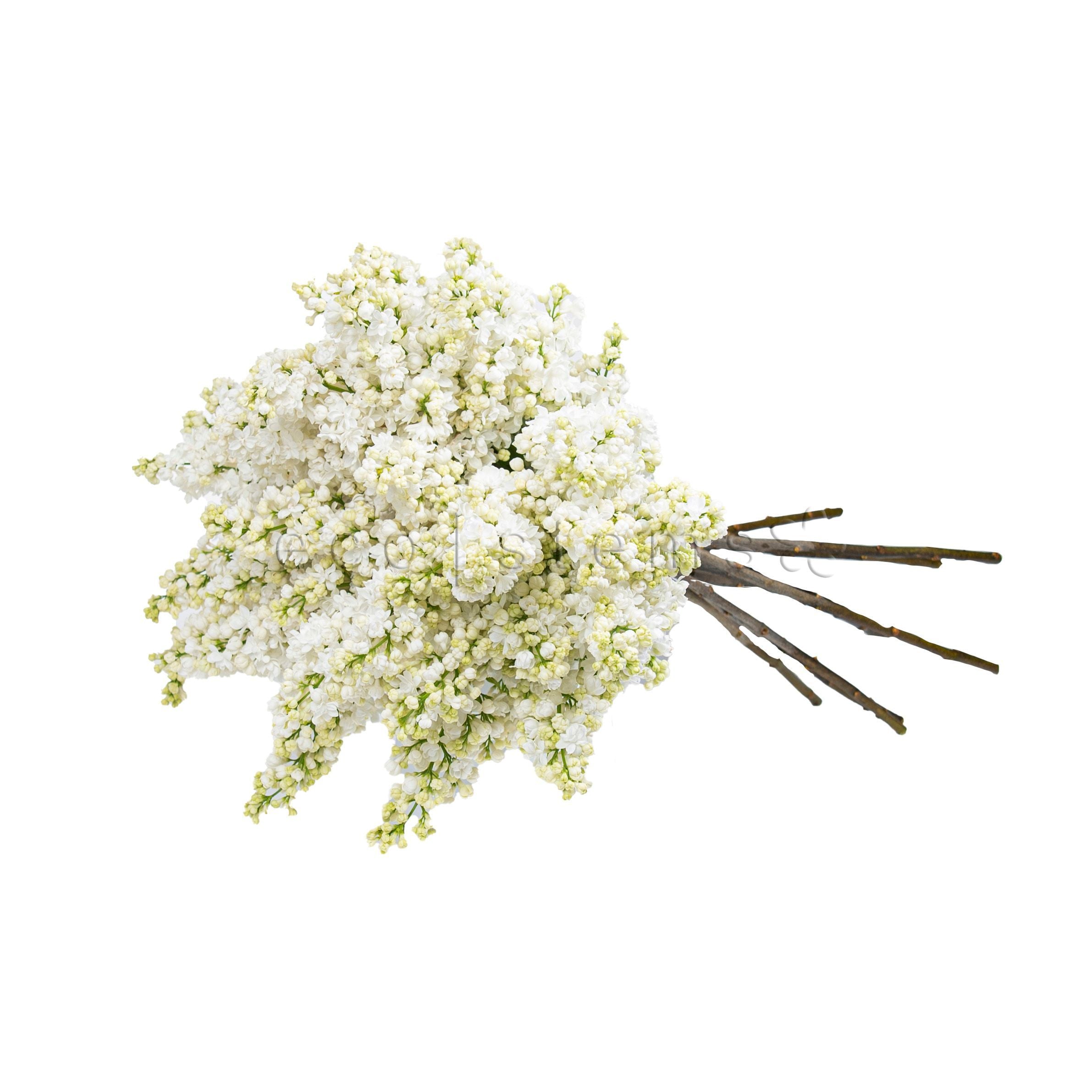 Lilacs Fresh Flowers -Bouquets & Vase Arrangements
