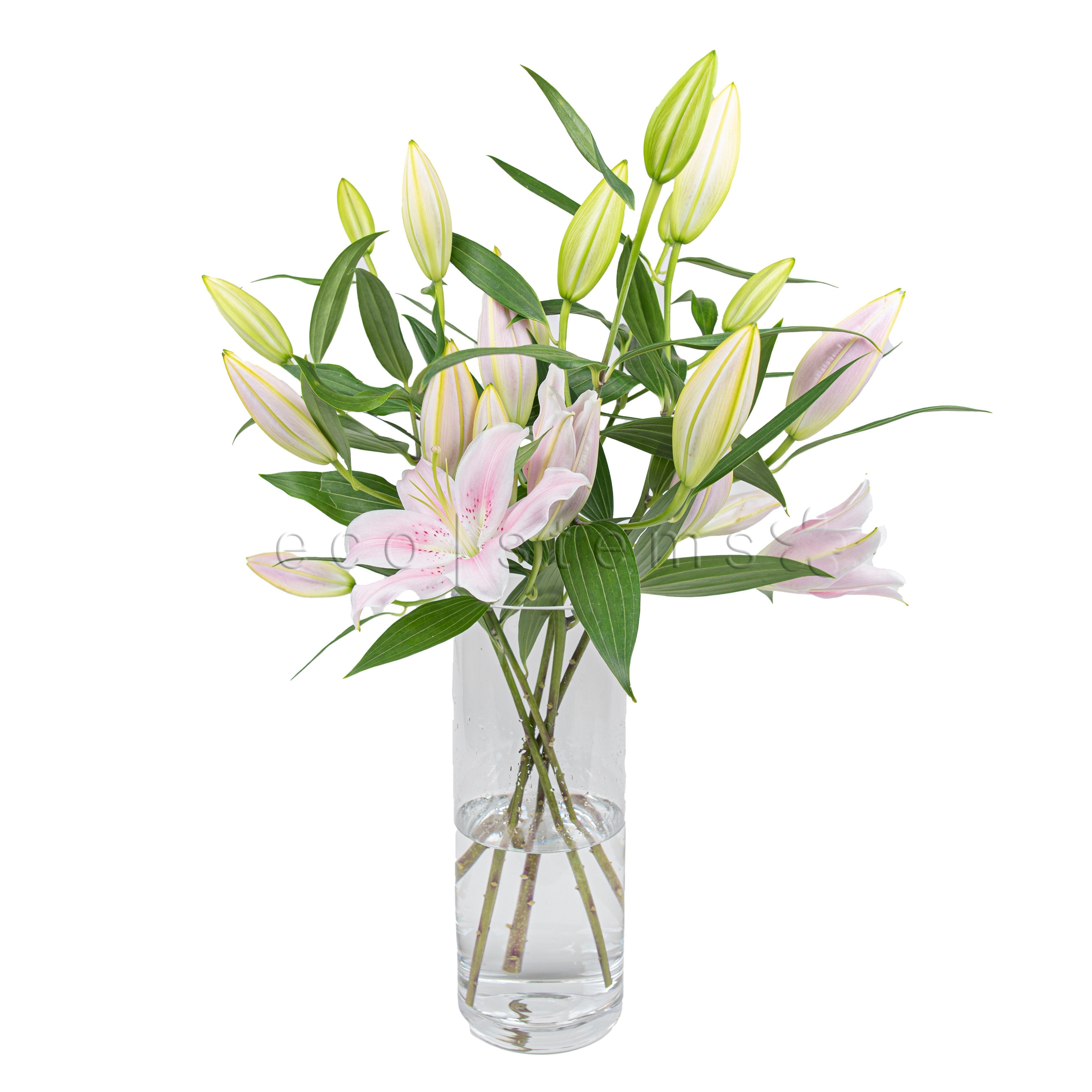 Lilies Fresh Flowers Arrangement Toronto Ontario Delivery