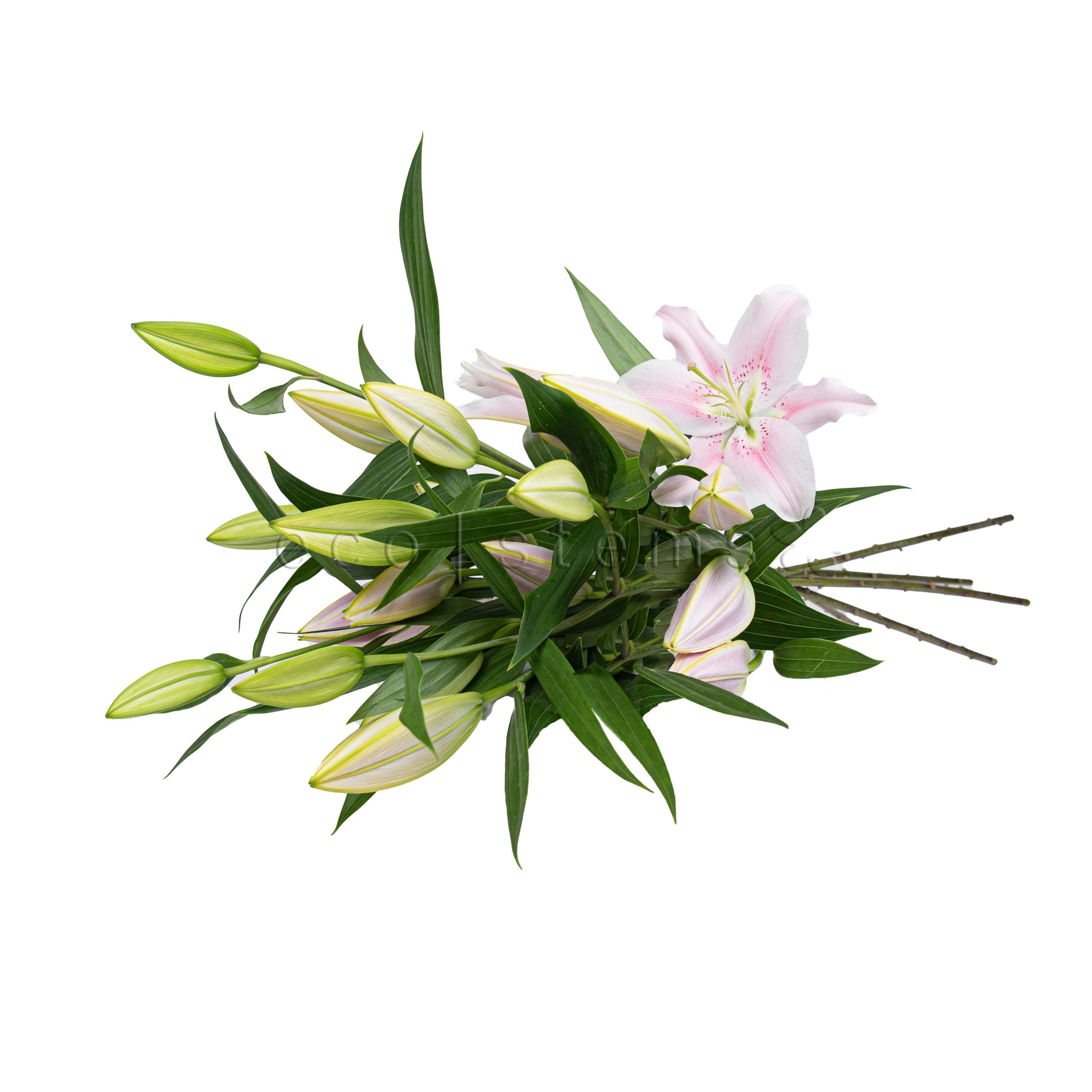 Lily Fresh Flowers -Bouquets & Vase Arrangements