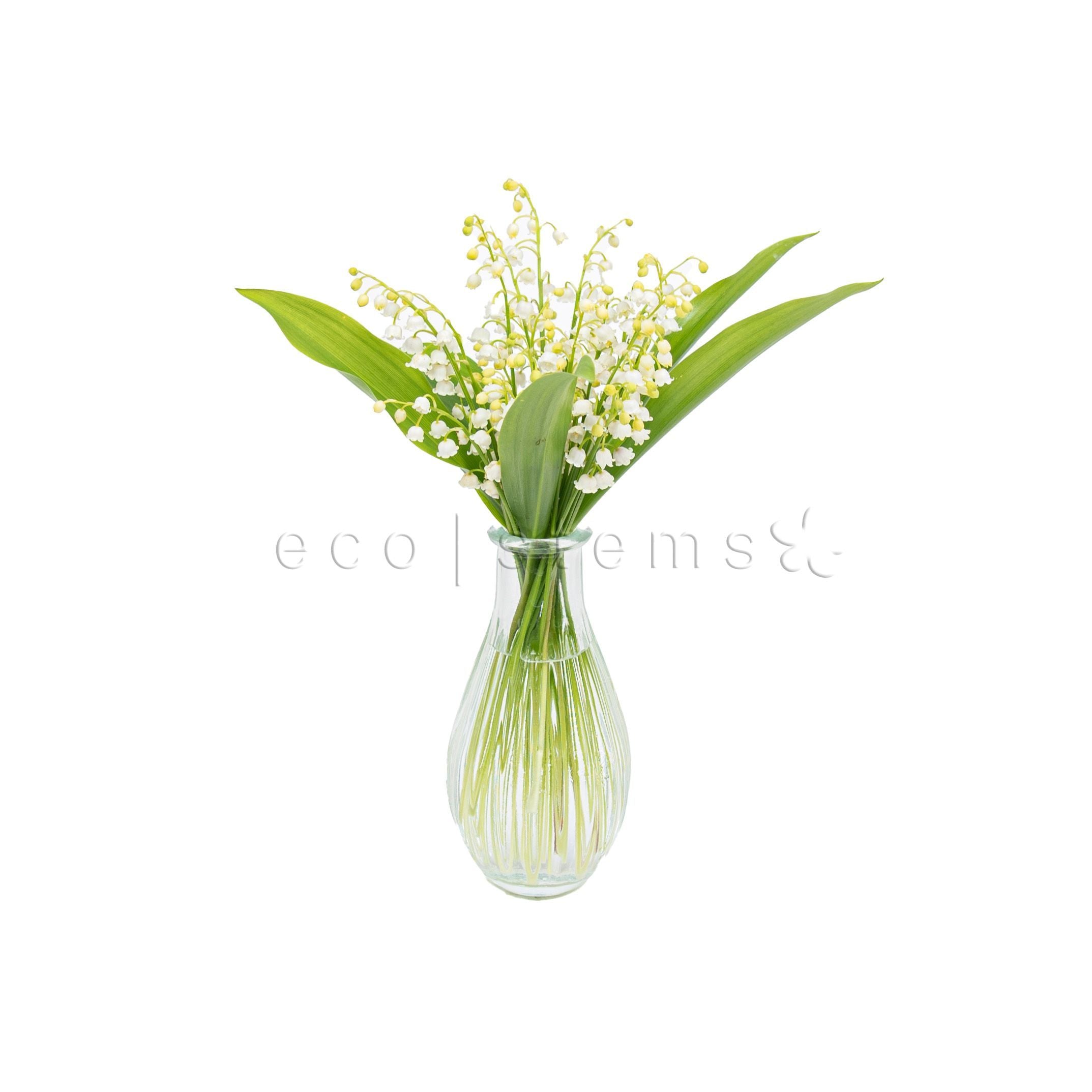 Lily Of The Valley Fresh Flowers Arrangement Toronto Ontario Delivery