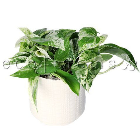 Marble Queen Pothos Potted Indoor Plant Toronto