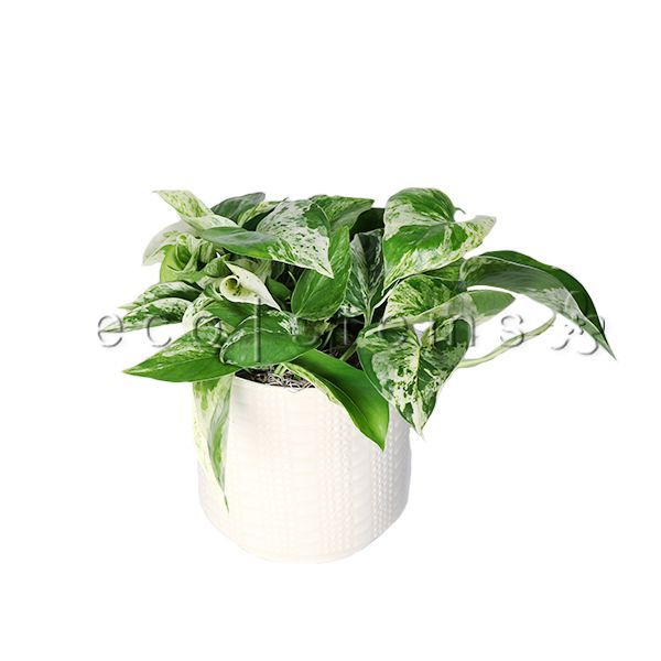 Marble Queen Pothos Potted Indoor Plant Toronto Ontario Delivery