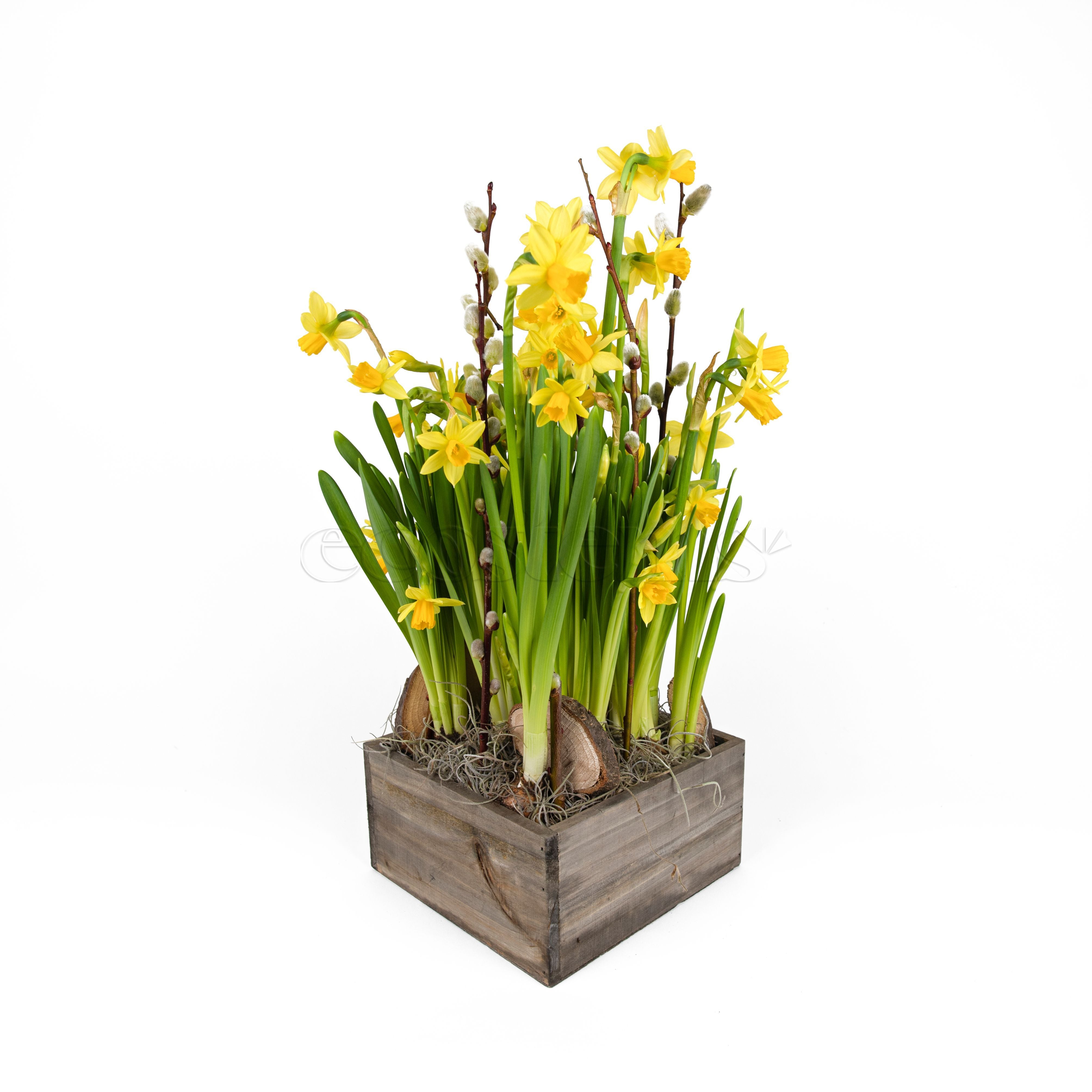 Mini Daffodil Garden Planter Toronto Ontario Delivery