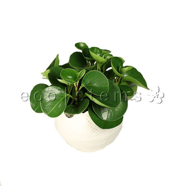 Mini Rubber Plant Potted Toronto Ontario Delivery
