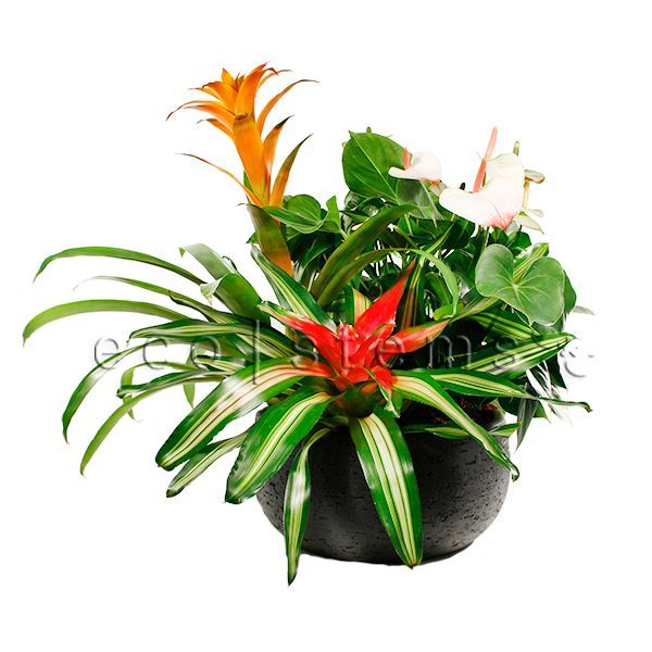 Mixed Organic Fresh Flowersing Tropical Planter Toronto Ontario Delivery