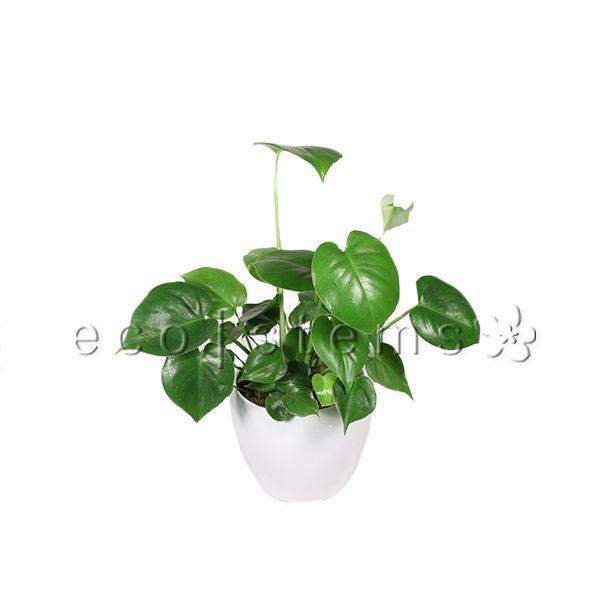 Swiss Cheese Potted Indoor Plant Toronto Ontario Delivery
