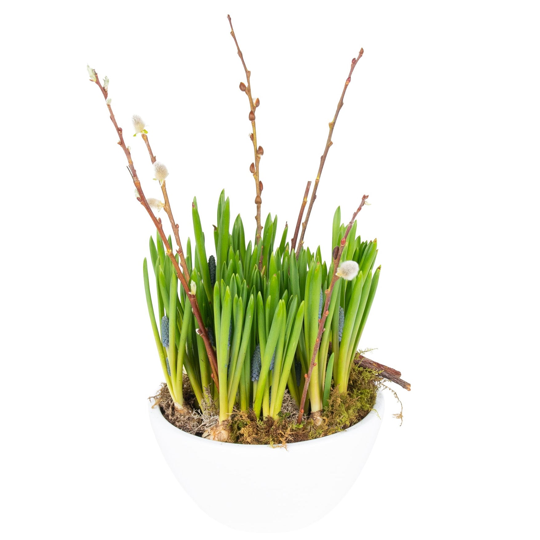 Jardinière de jacinthes de raisin